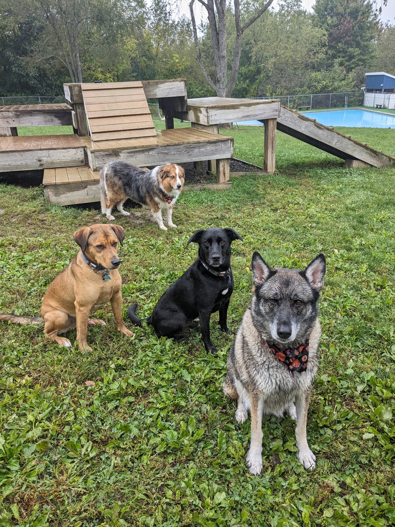 Lucky Paws Pet Resort - Freedom, PA