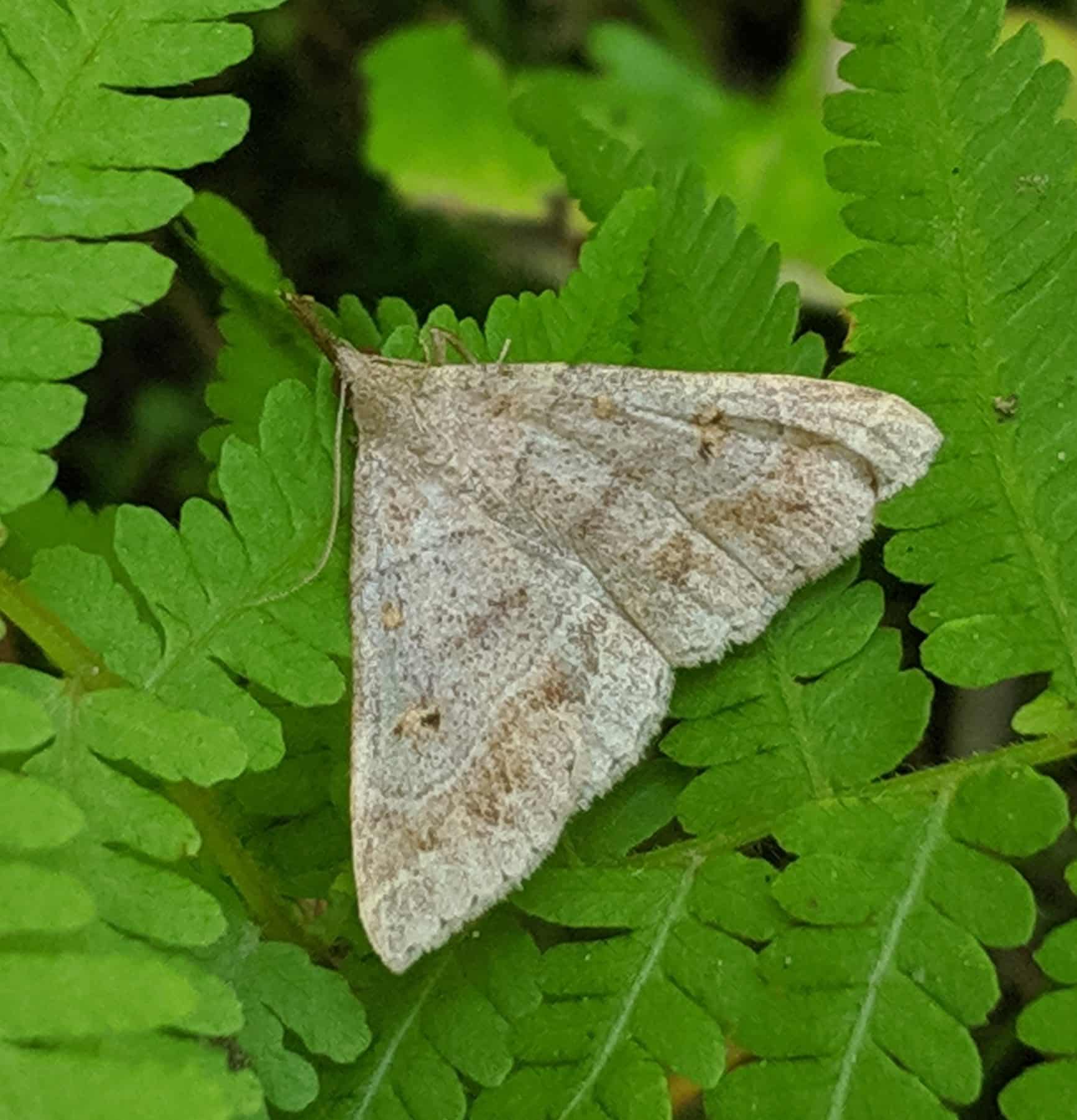 Bliss Woods - Freeport, ME