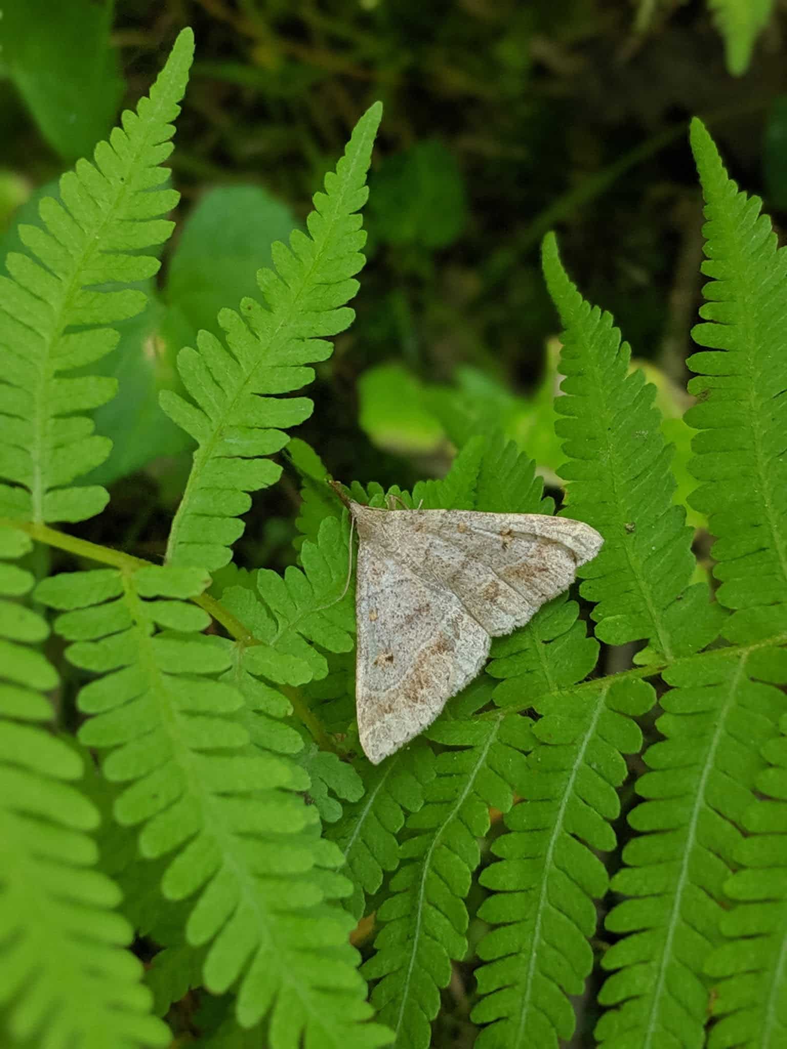 Bliss Woods - Freeport, ME