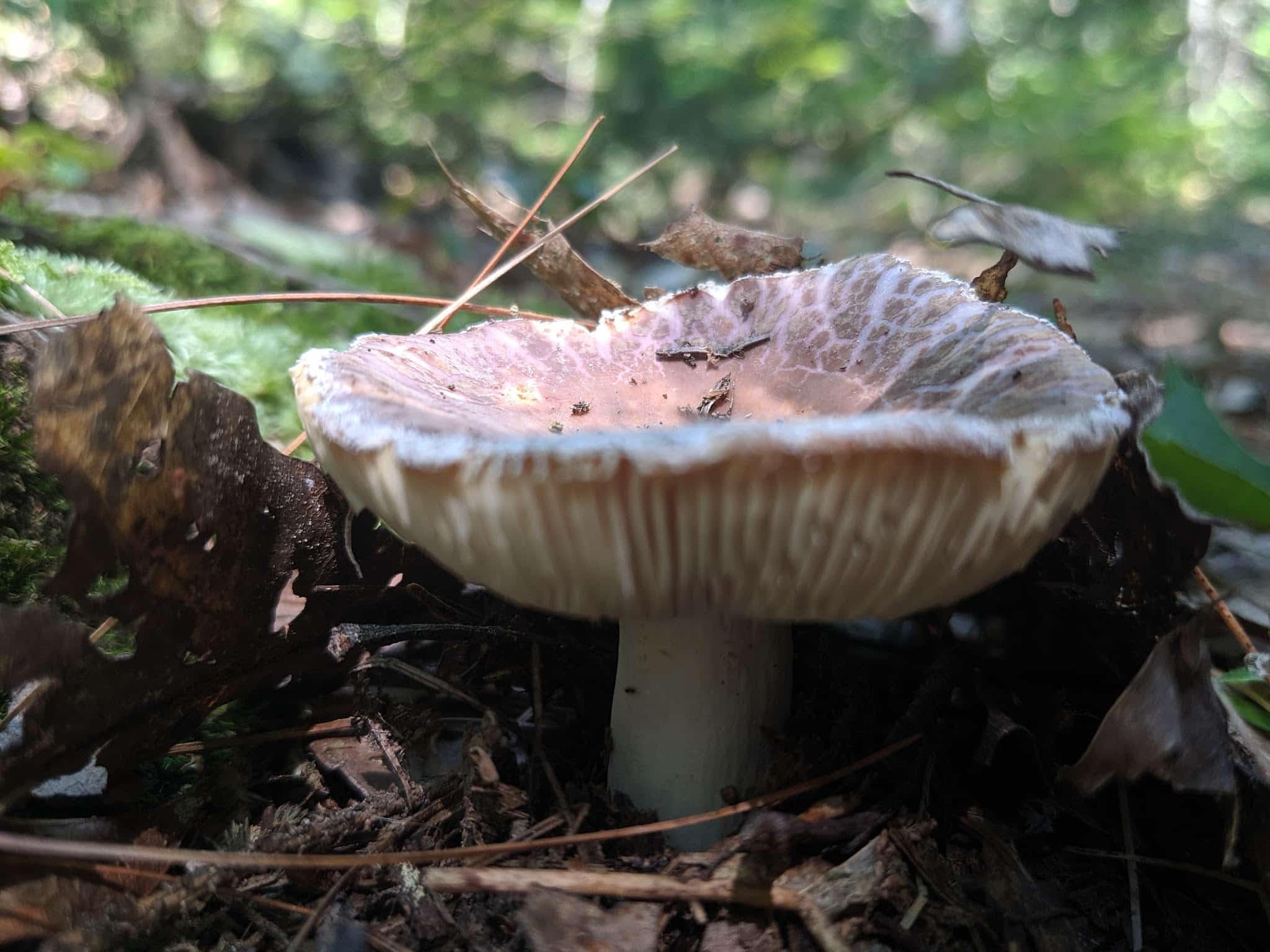 Bliss Woods - Freeport, ME