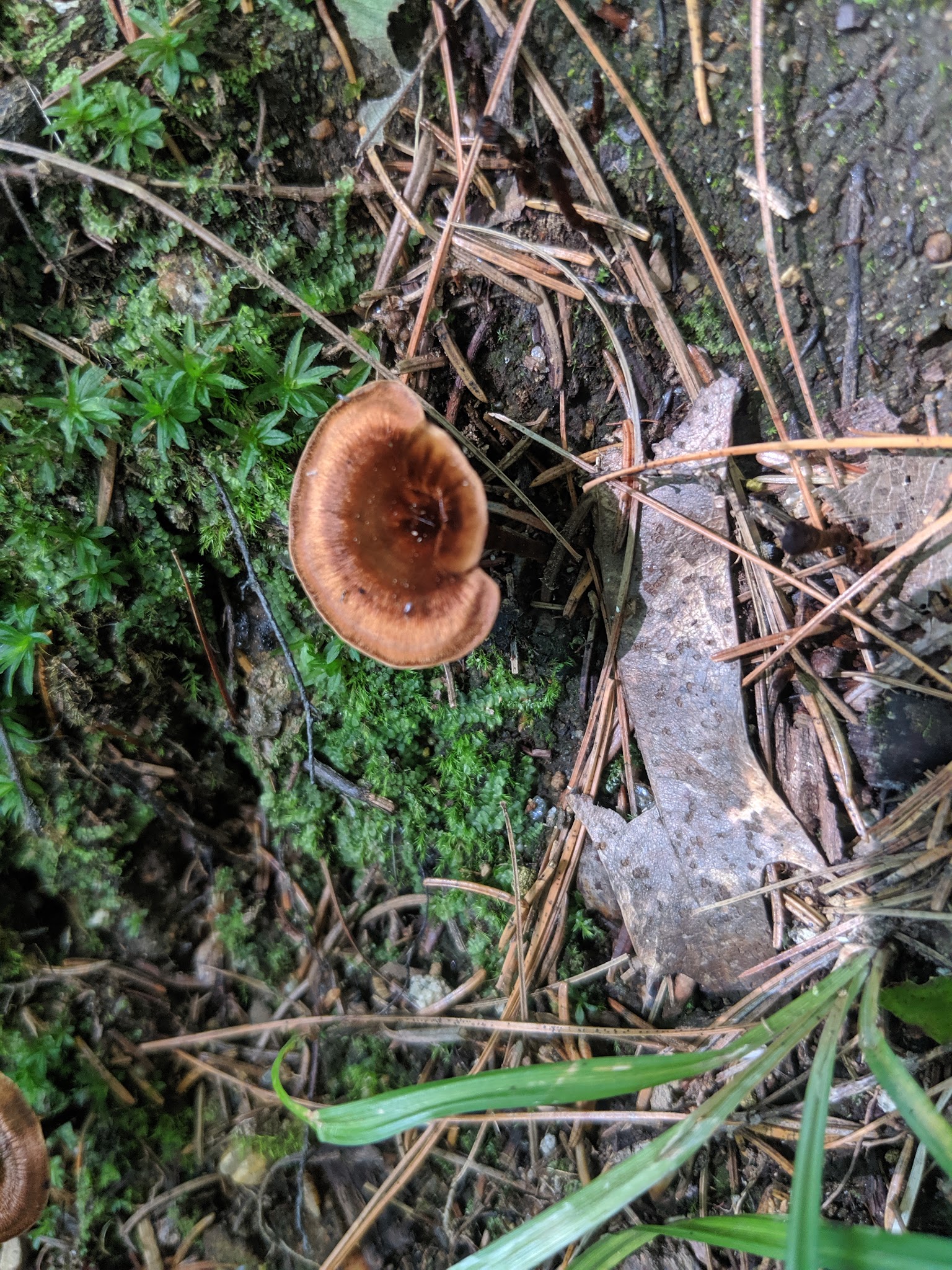 Bliss Woods - Freeport, ME