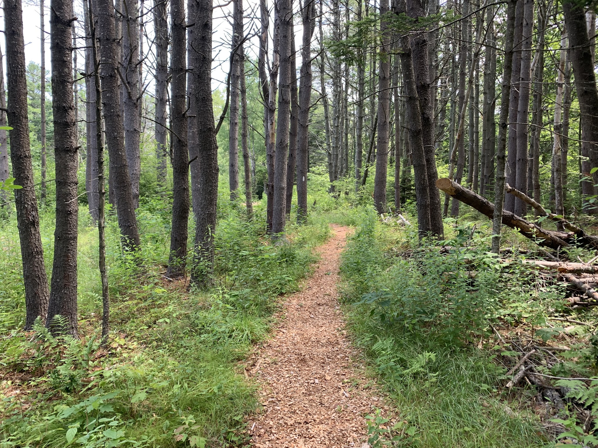 Brewer Woods - Freeport, ME