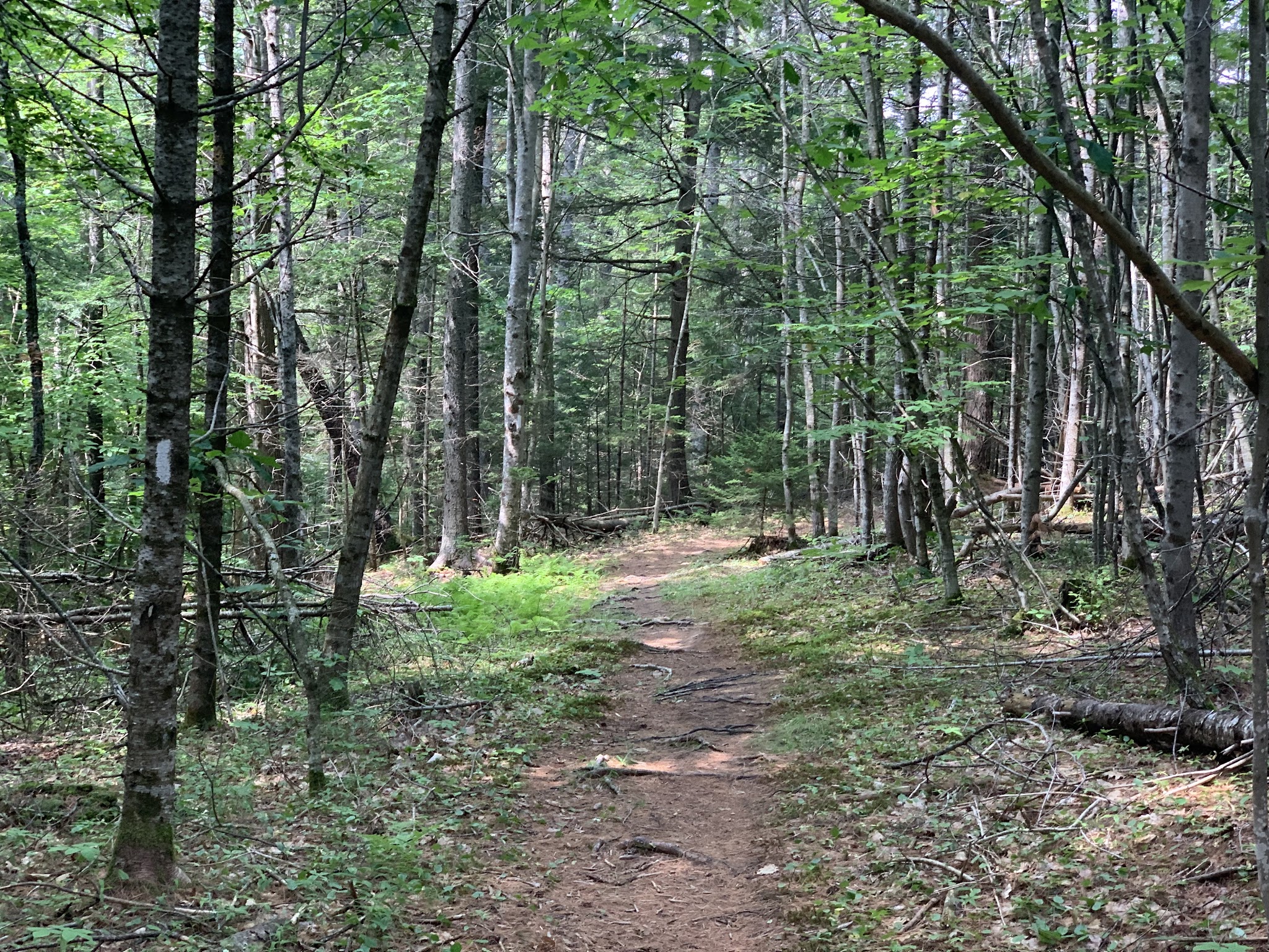 Brewer Woods - Freeport, ME