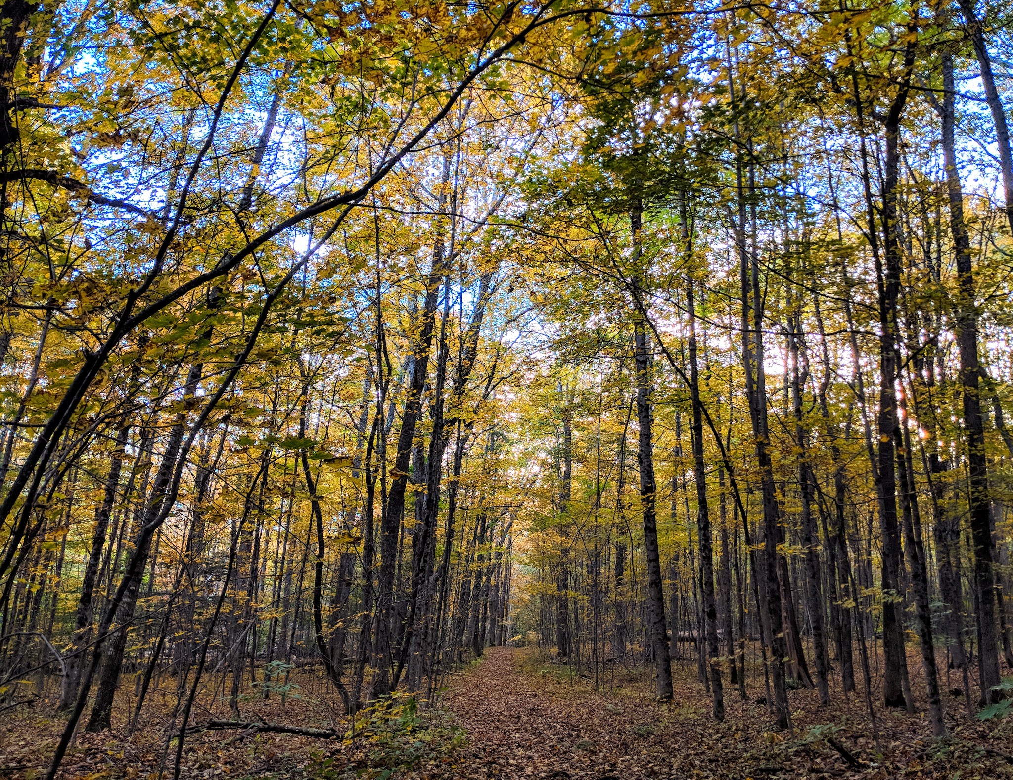 Hedgehog Mountain Trail Head - Freeport, ME