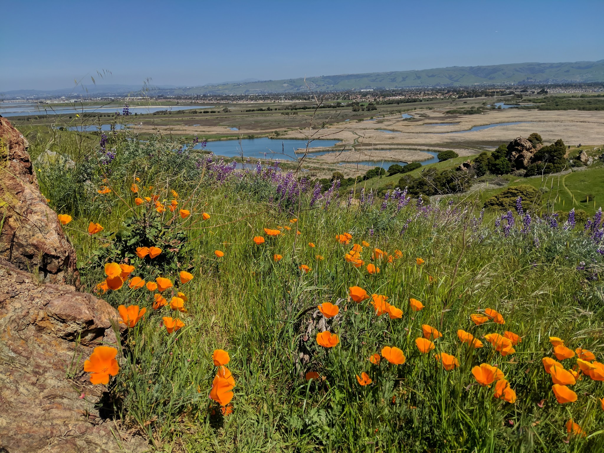 Coyote Hills Regional Park - Fremont, CA