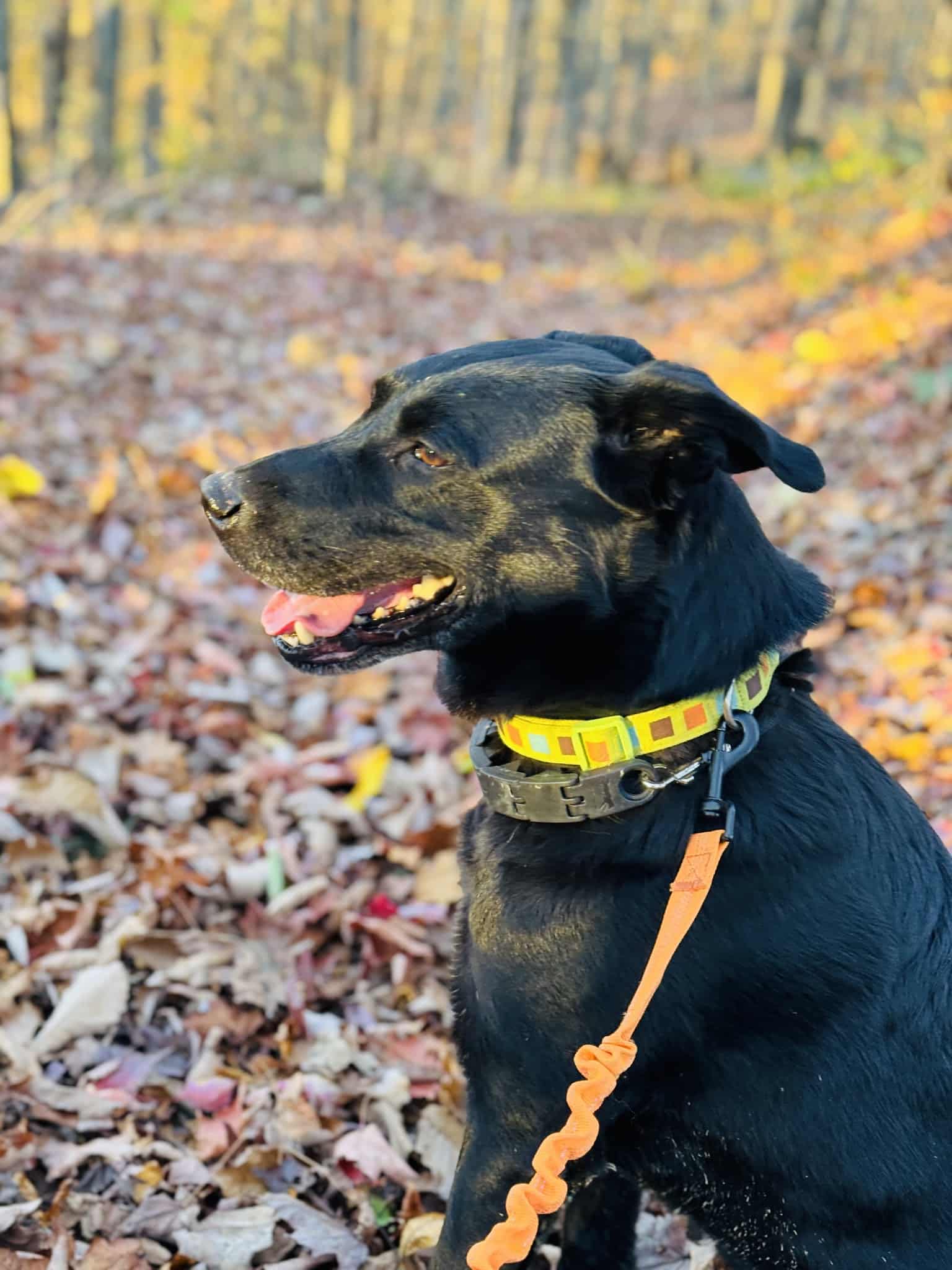 Menifee County Animal Shelter - Frenchburg, KY