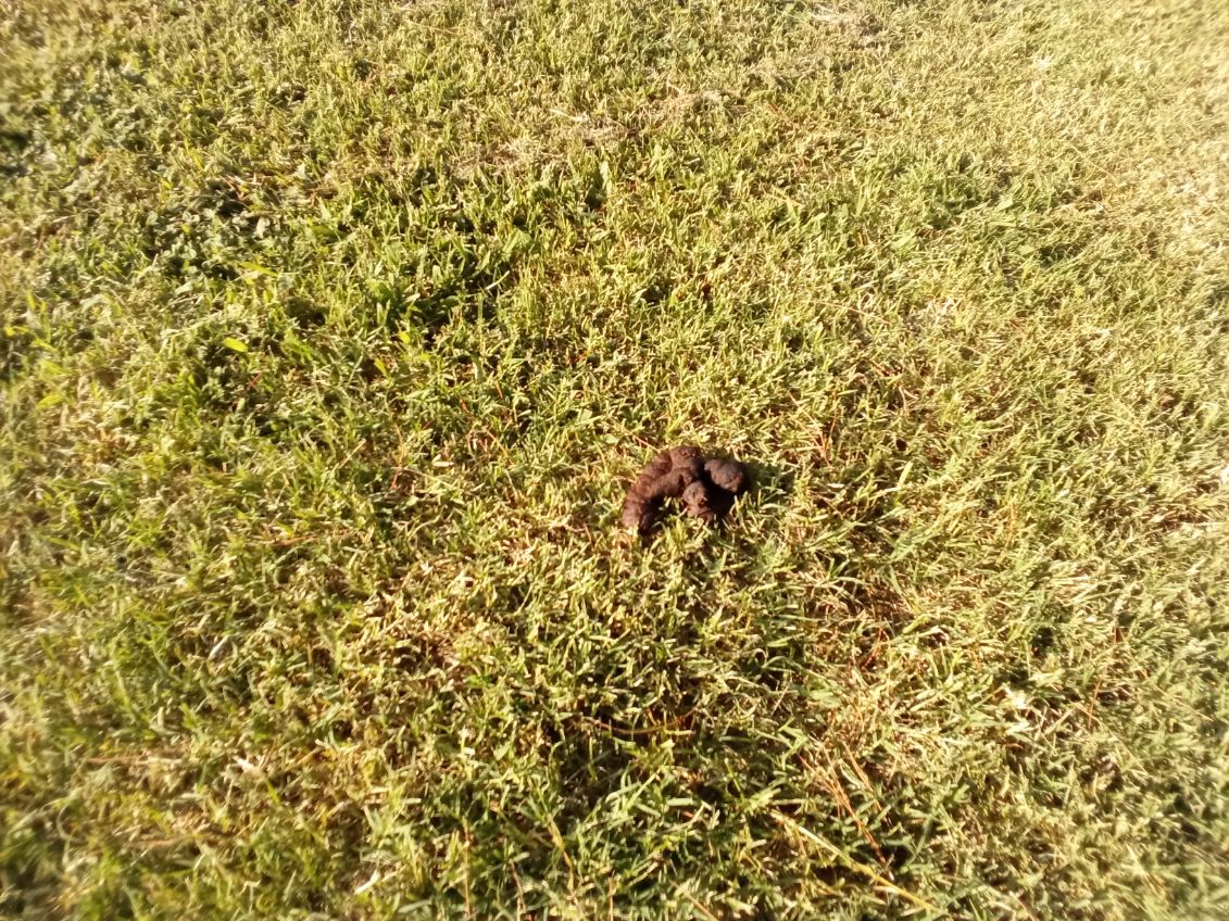 Al Radka Dog Park - Fresno, CA