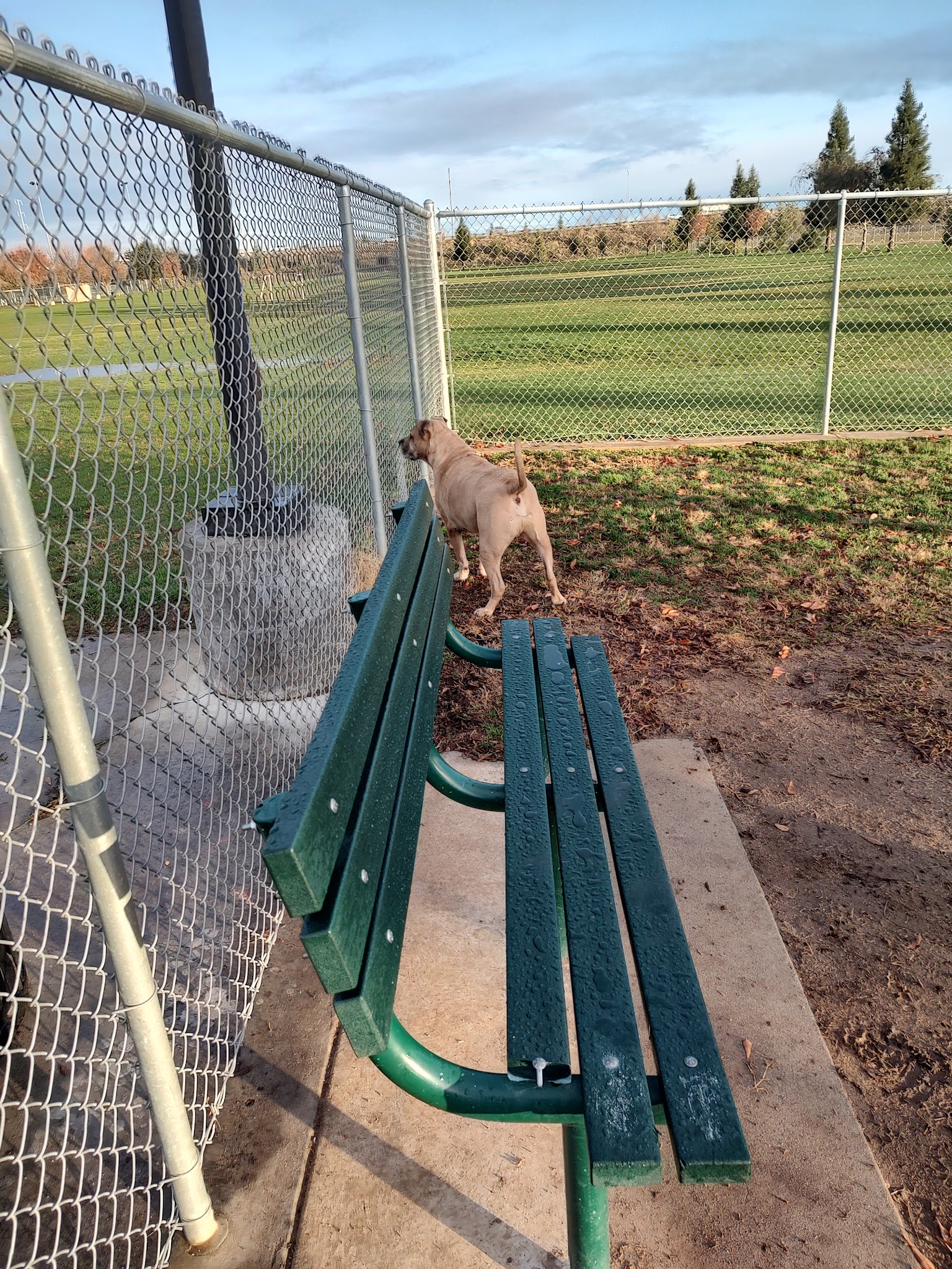 Al Radka Dog Park - Fresno, CA