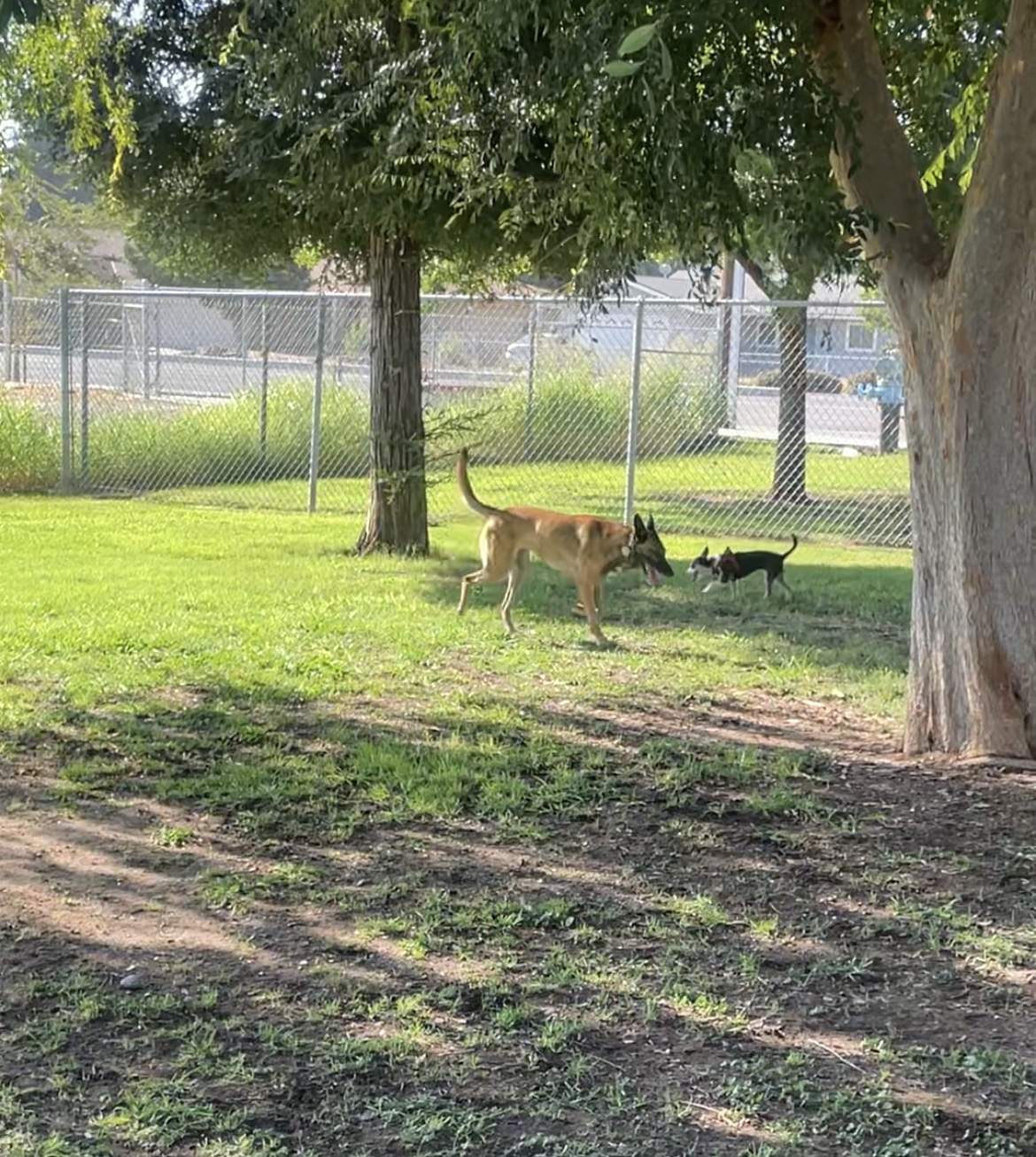 Al Radka Dog Park - Fresno, CA