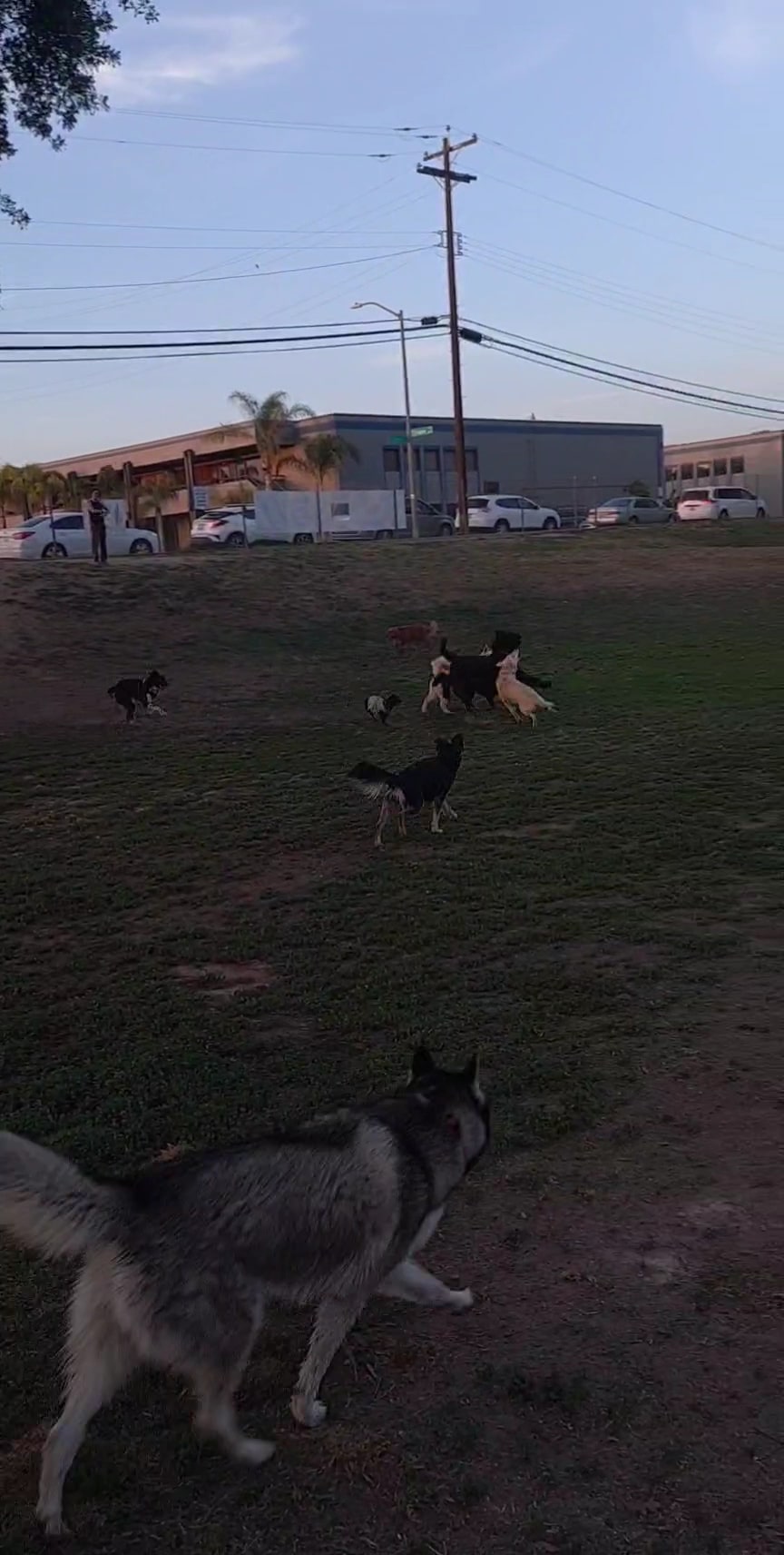 Basin AH1 Dog Park - Fresno, CA