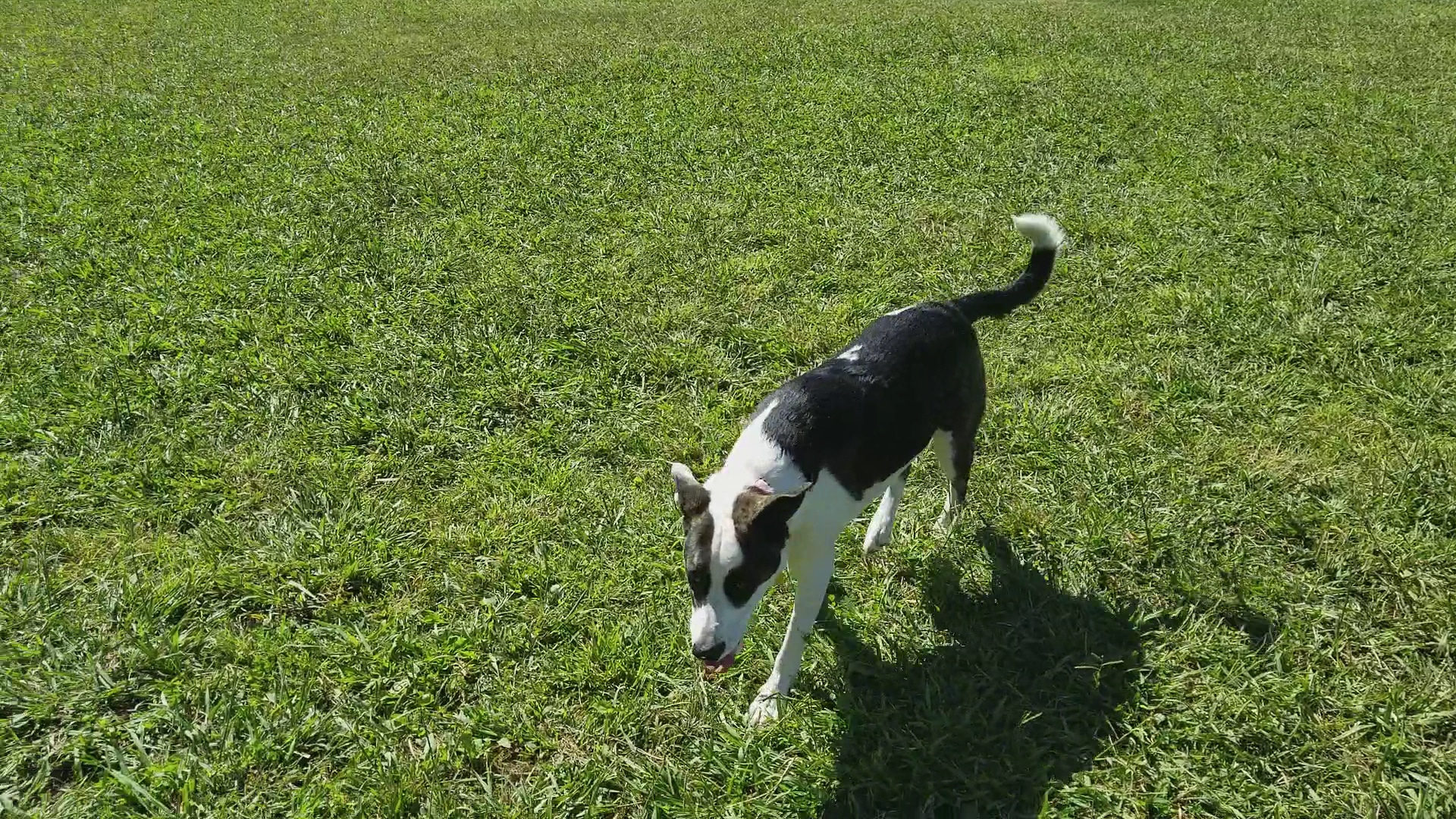 Basin AH1 Dog Park - Fresno, CA