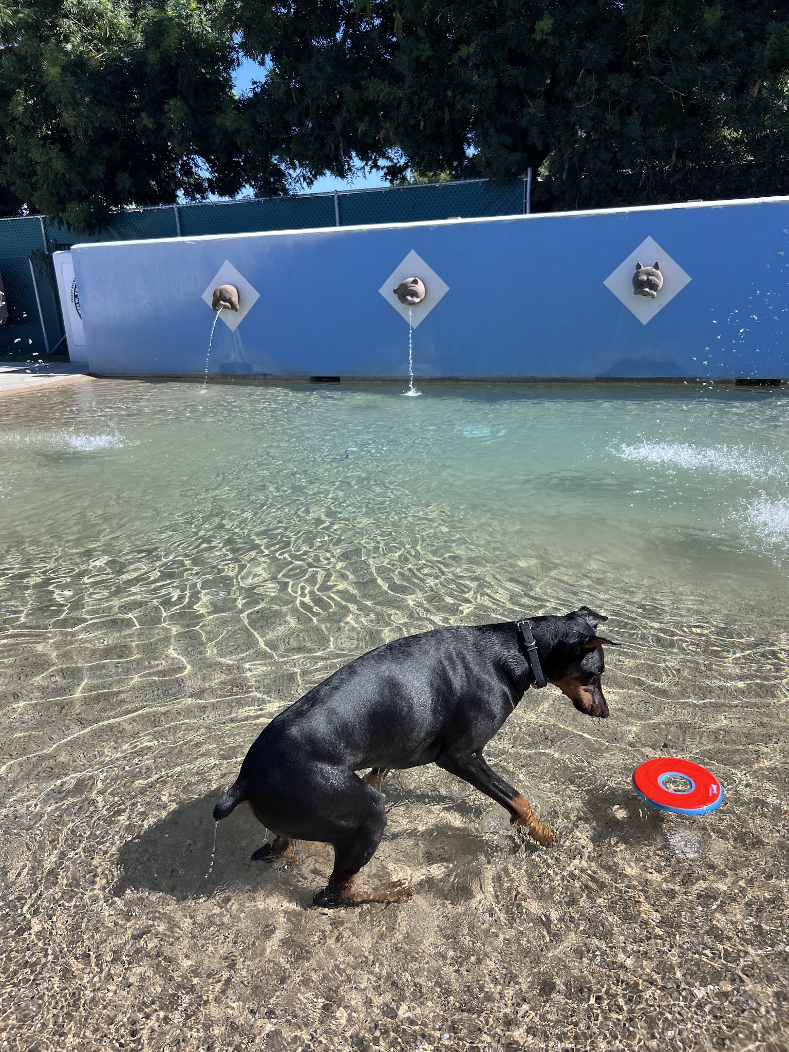 Dr. James W. Thornton Dog Park - Fresno, CA