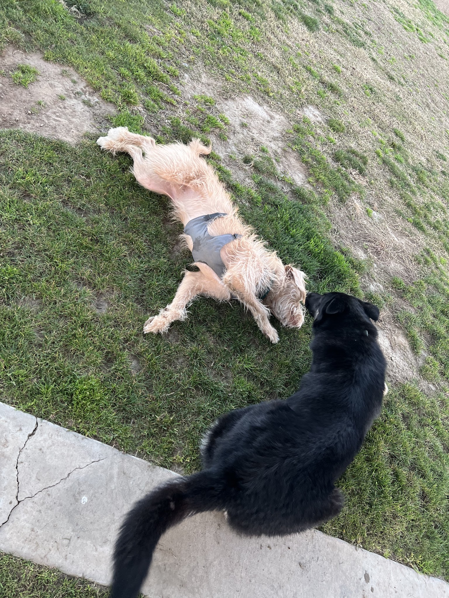 Dr. James W. Thornton Dog Park - Fresno, CA