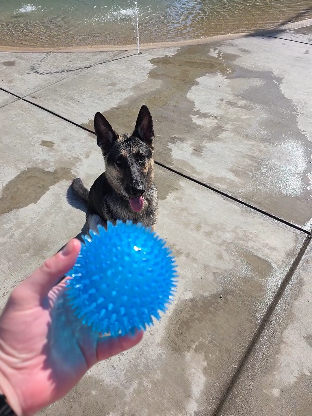 Dr. James W. Thornton Dog Park - Fresno, CA