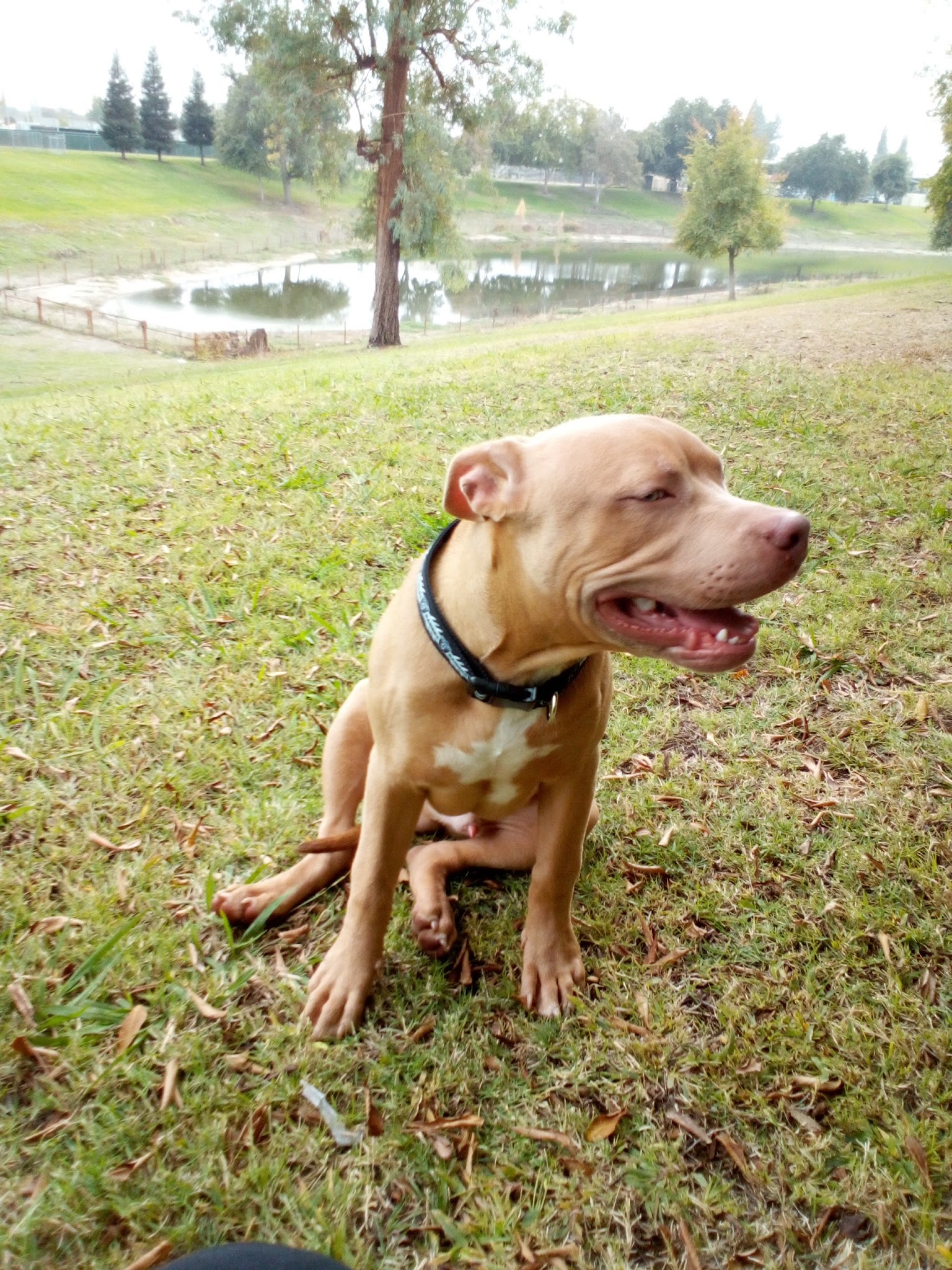 First & Bullard (O) Dog Park - Fresno, CA