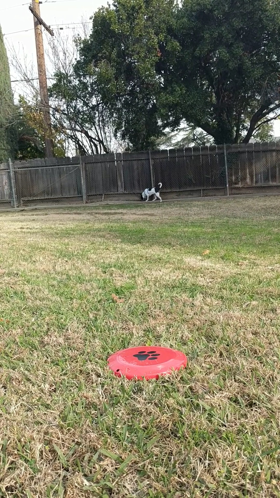 First & Bullard (O) Dog Park - Fresno, CA