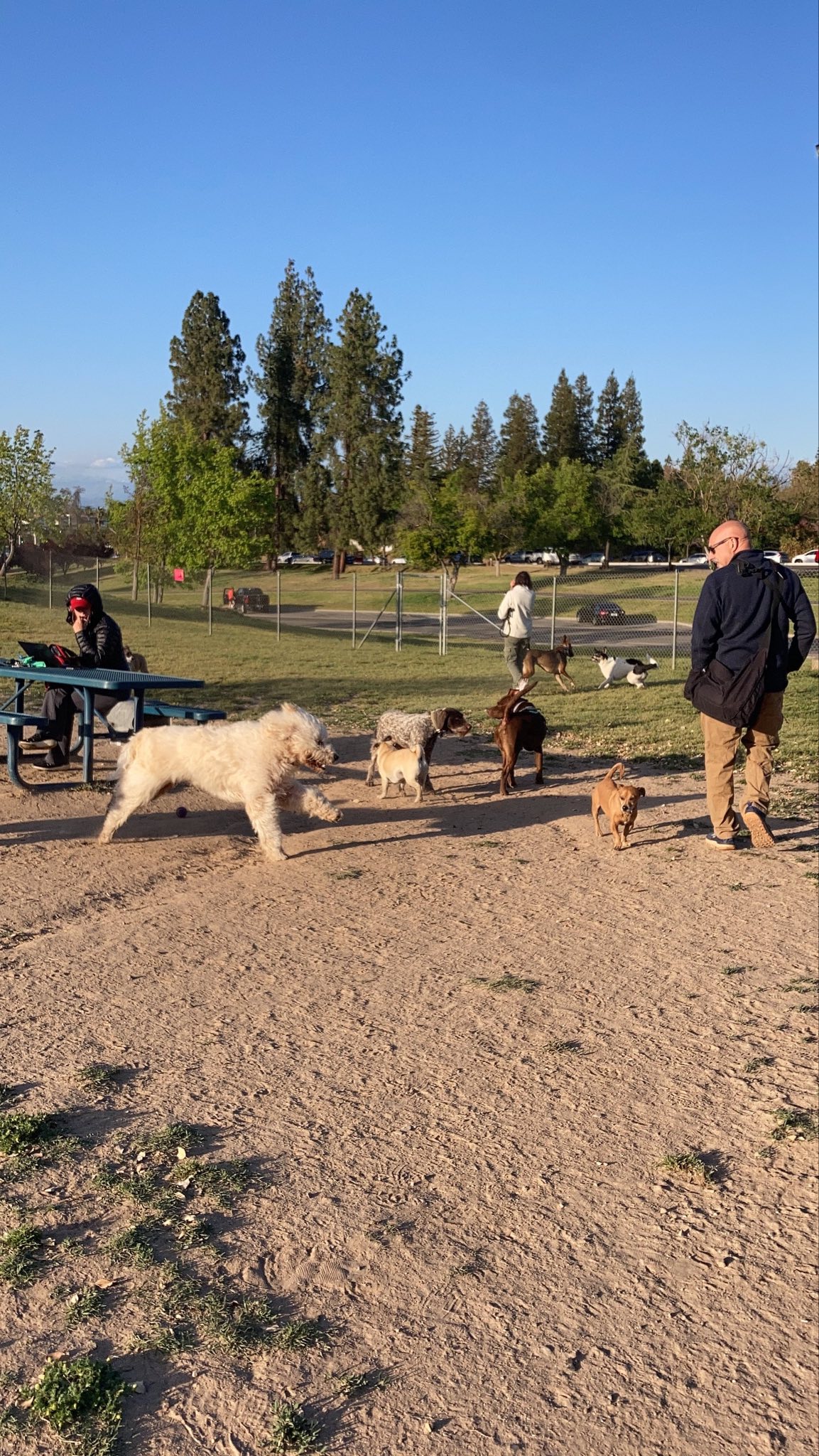 Woodward Dog Park - Fresno, CA