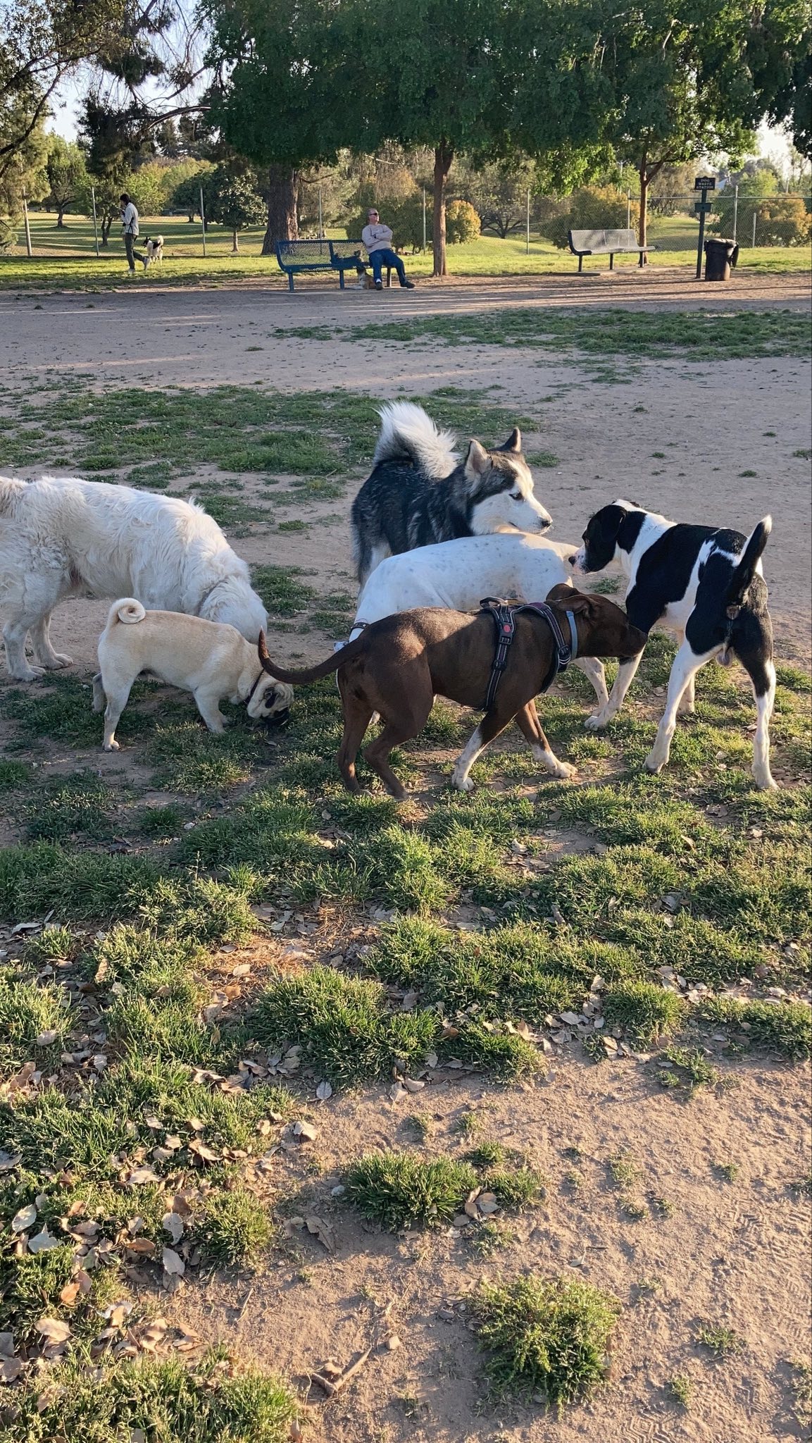 Woodward Dog Park - Fresno, CA