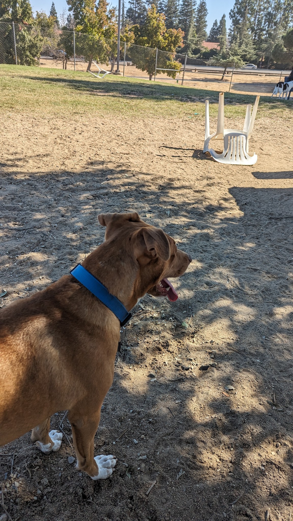 Woodward Dog Park - Fresno, CA