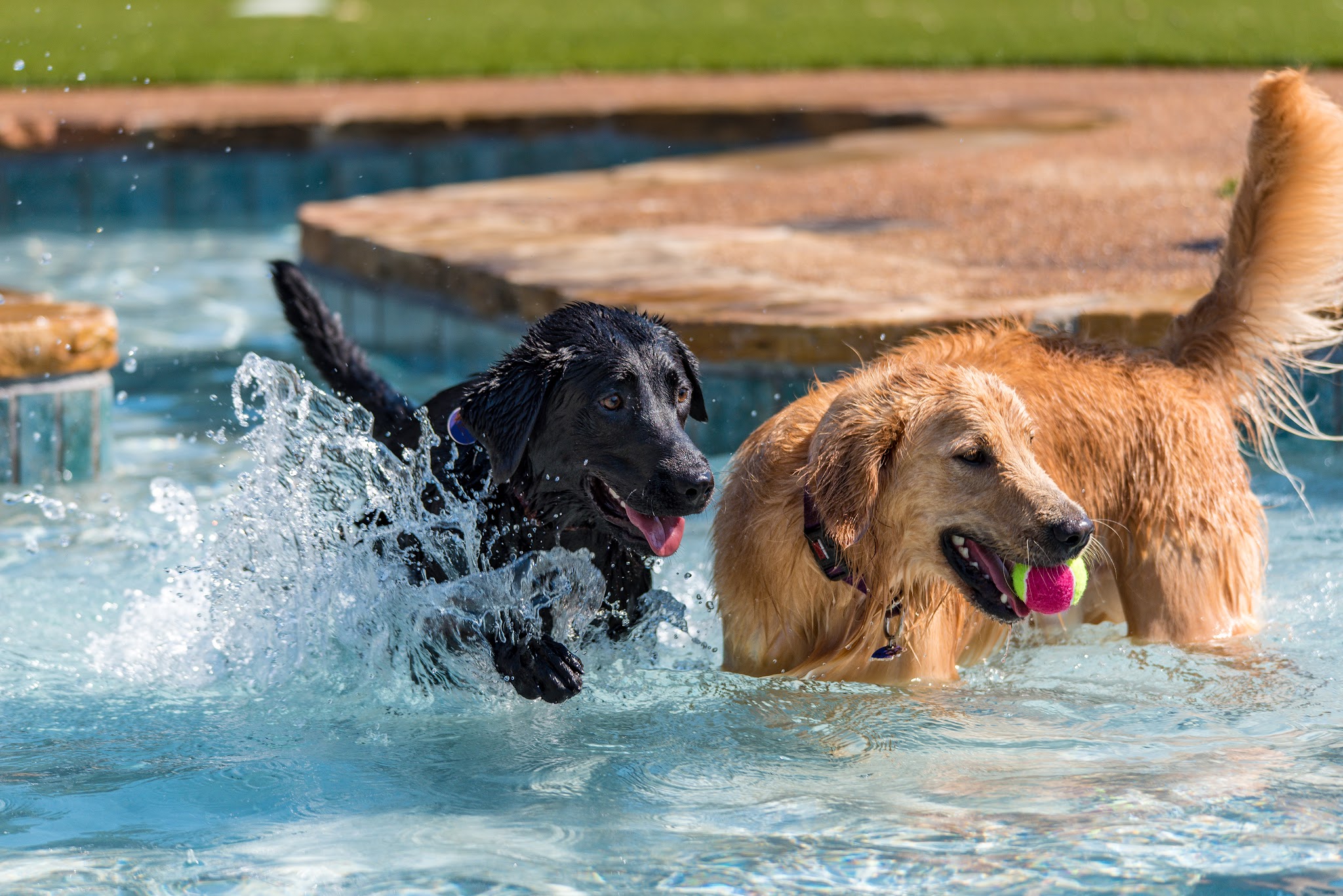 Friendsville Animal Center - Friendsville, TN