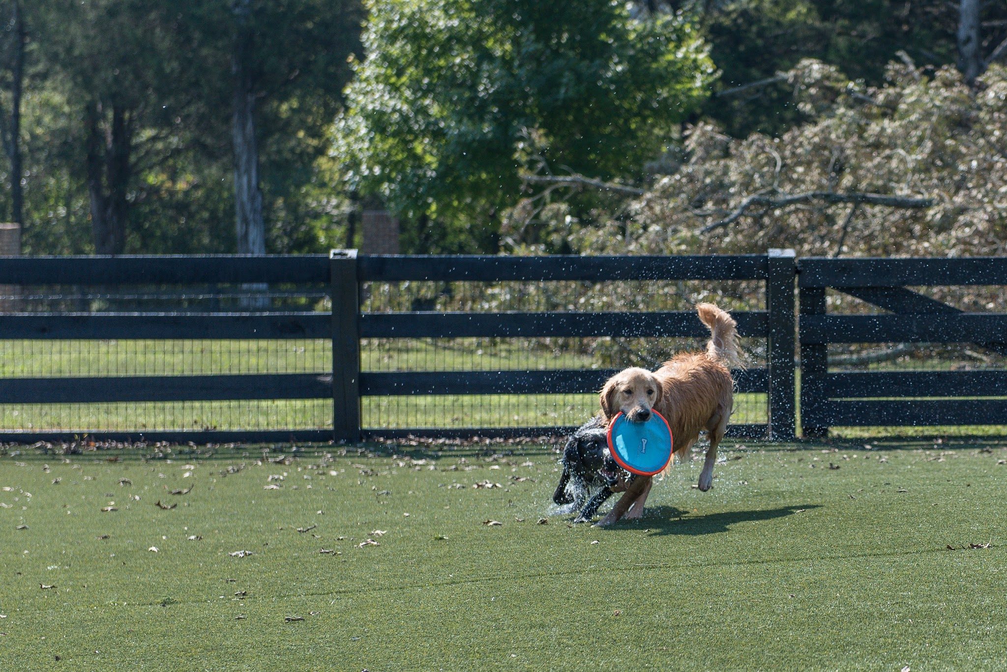 Friendsville Animal Center - Friendsville, TN