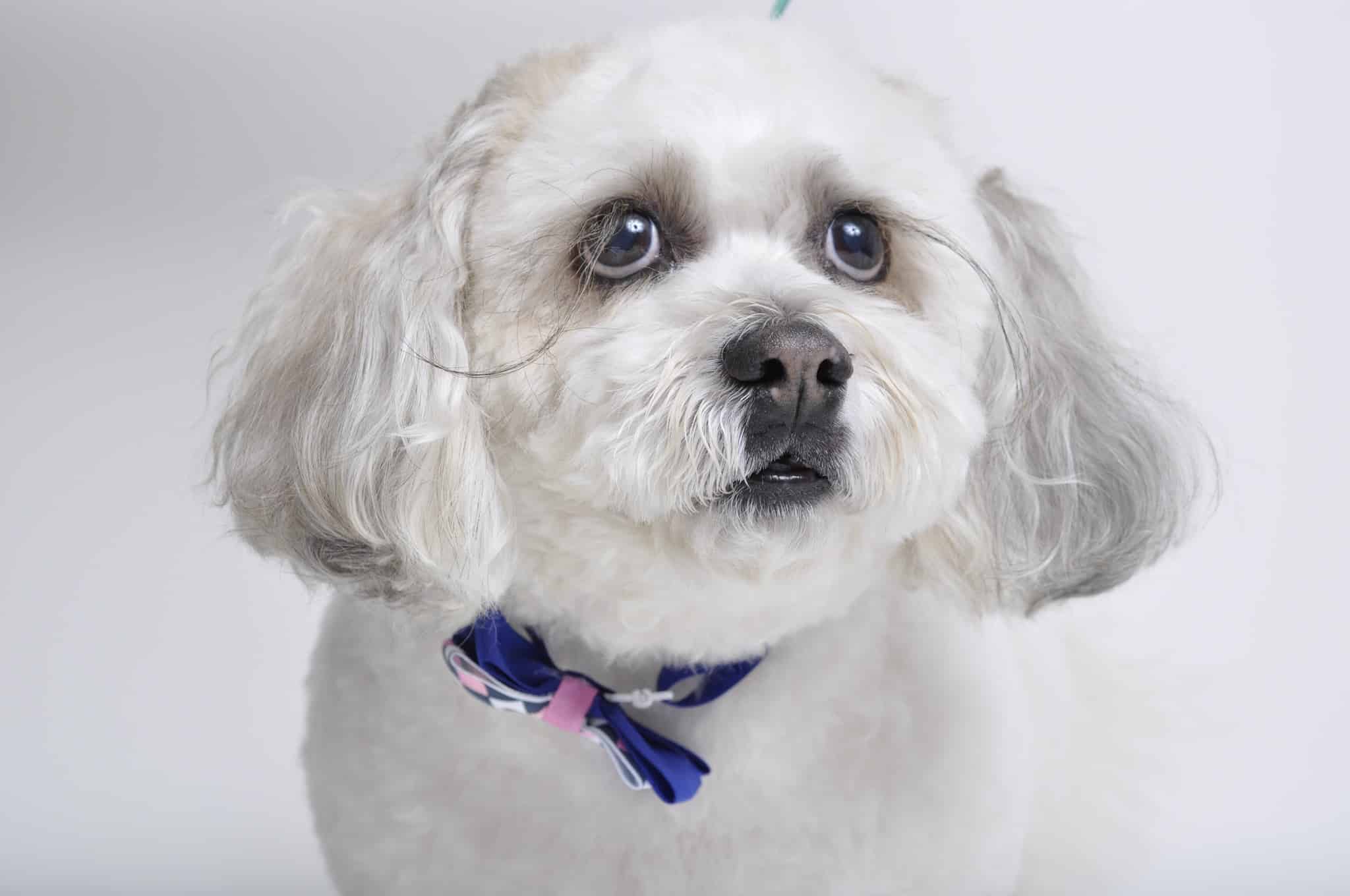 Friendsville Animal Center - Friendsville, TN