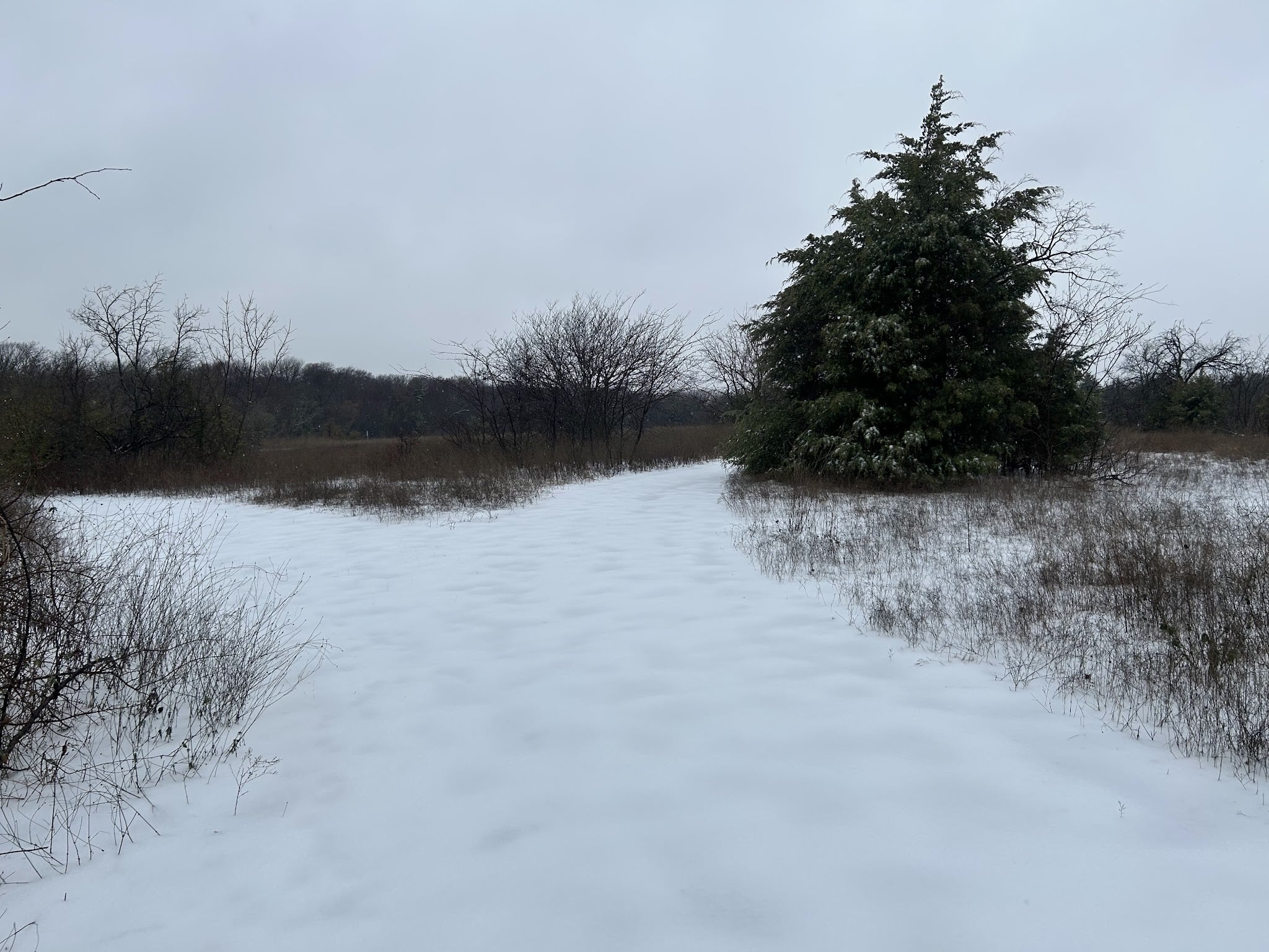 Frisco Commons Park Meadow - Frisco, TX