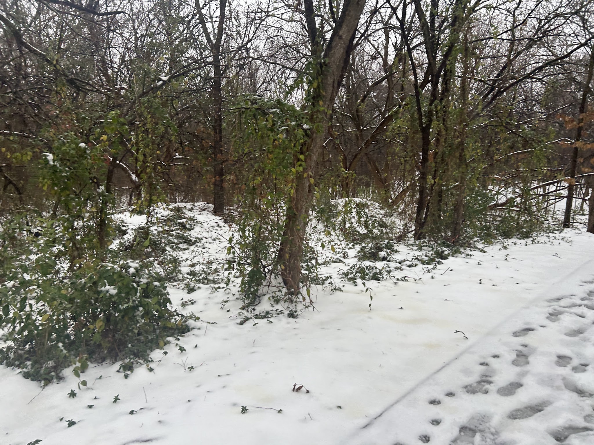 Frisco Commons Park Meadow - Frisco, TX
