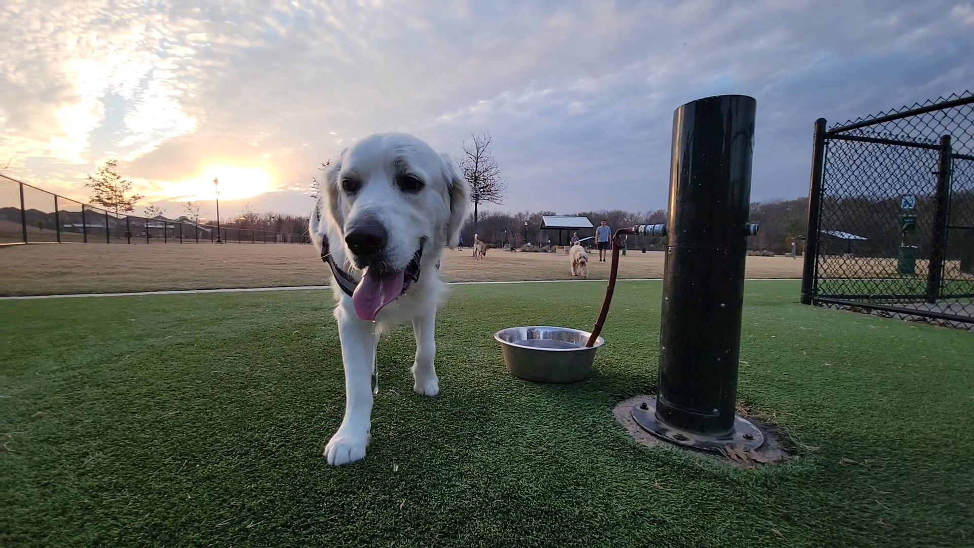 Wood Family Dog Park - Frisco, TX