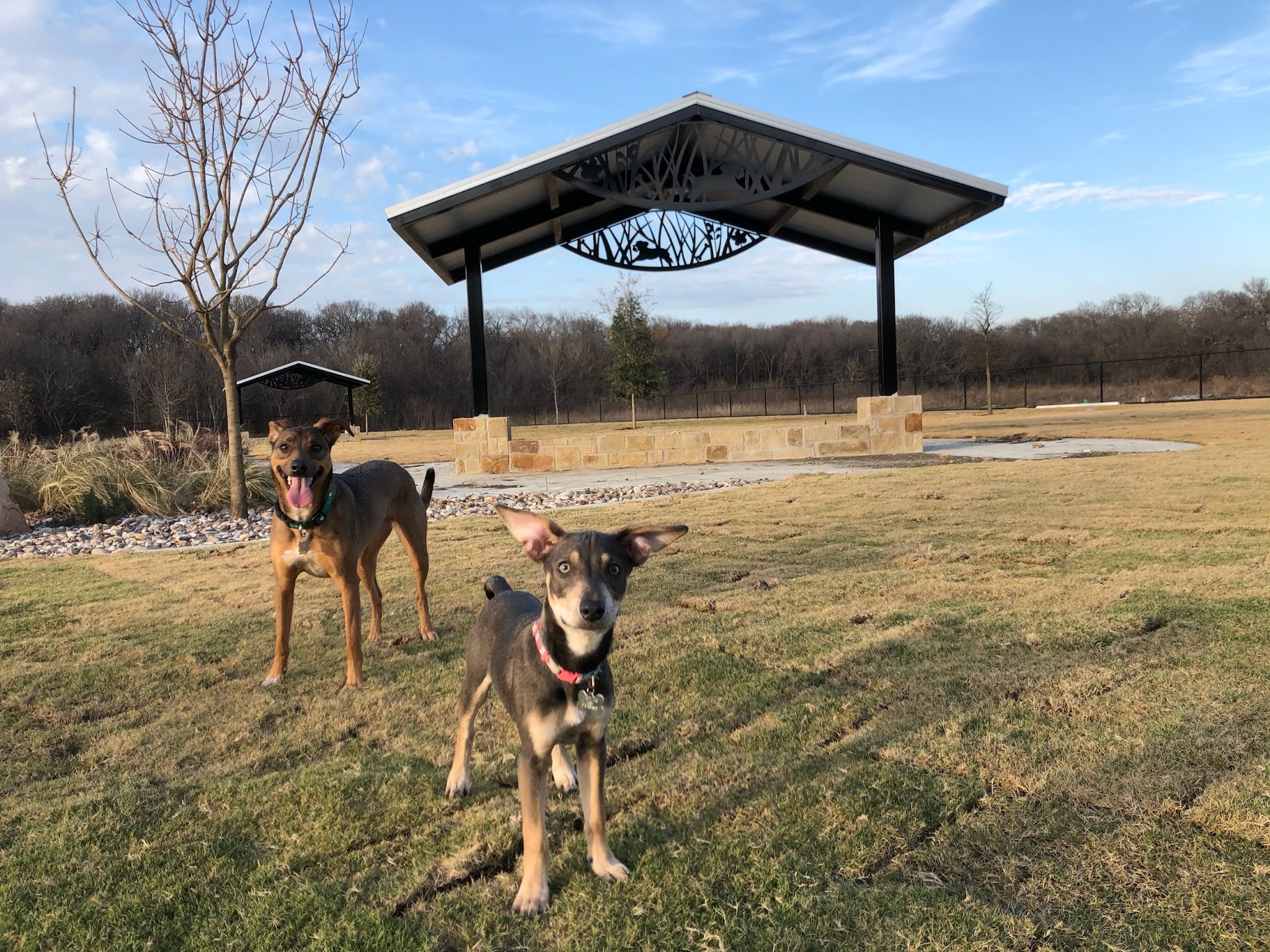 Wood Family Dog Park - Frisco, TX