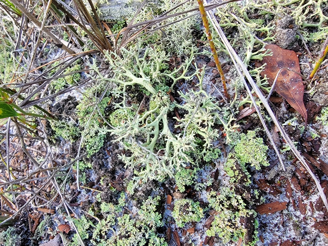 Buck Bay Flatwood Preserve - Gainesville, FL