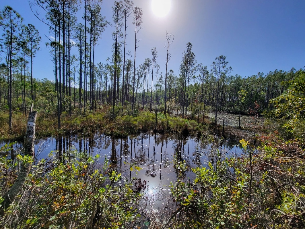 Buck Bay Flatwood Preserve - Gainesville, FL