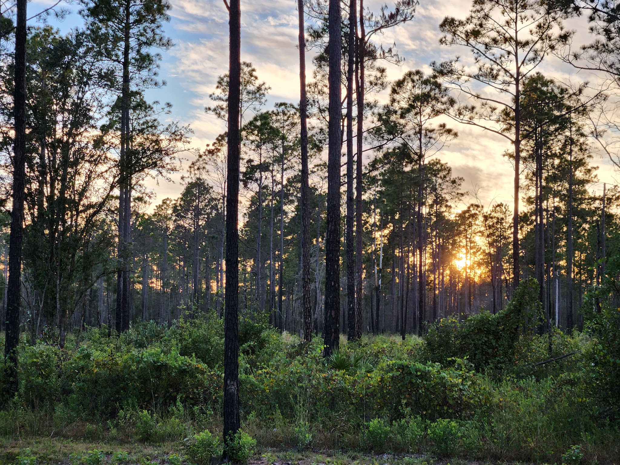 Buck Bay Flatwood Preserve - Gainesville, FL