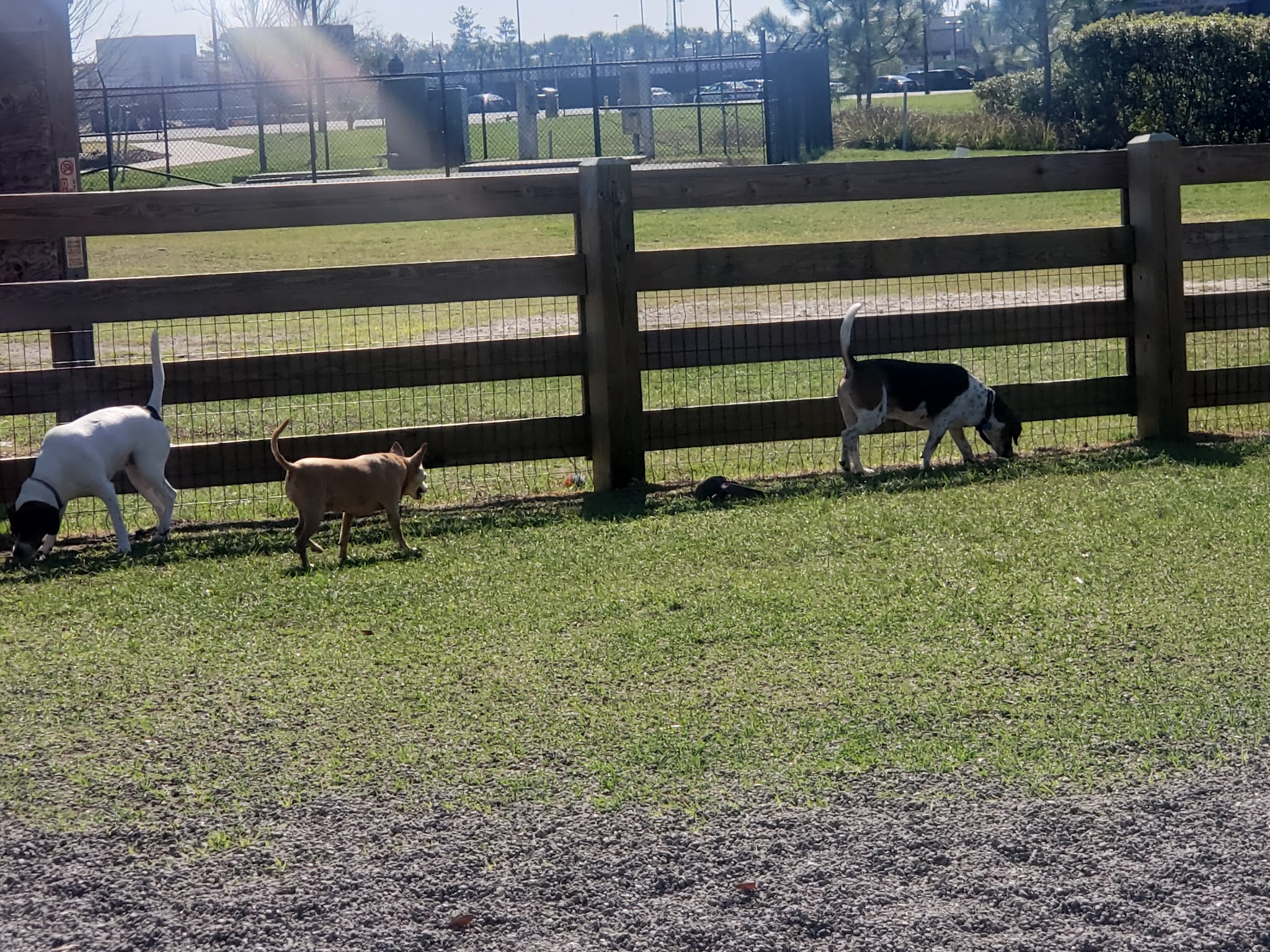 Celebration Pointe Dog Park - Gainesville, FL