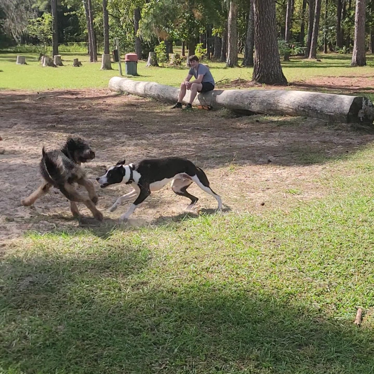 Must Love Dogs Park - Gainesville, FL