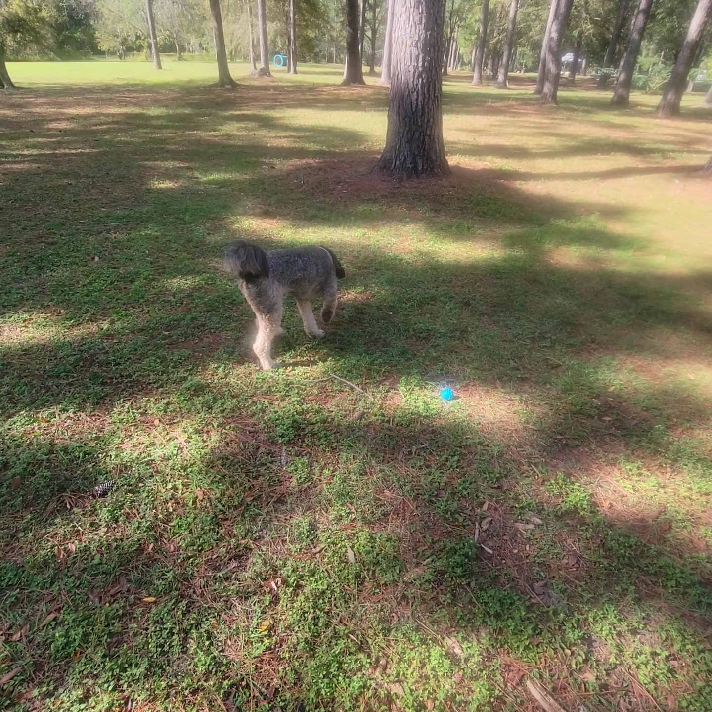 Must Love Dogs Park - Gainesville, FL