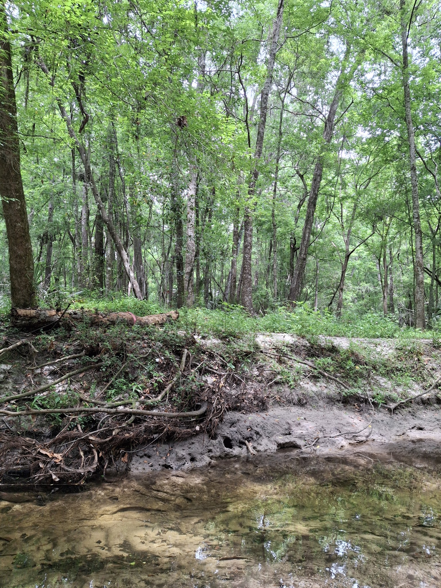 Possum Creek - Gainesville, FL