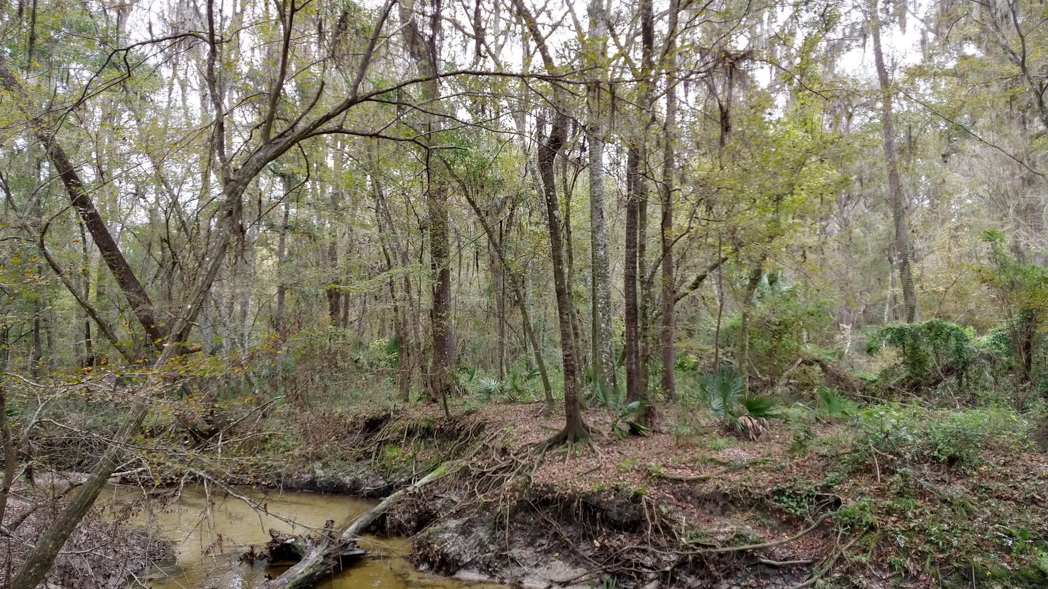 Possum Creek - Gainesville, FL