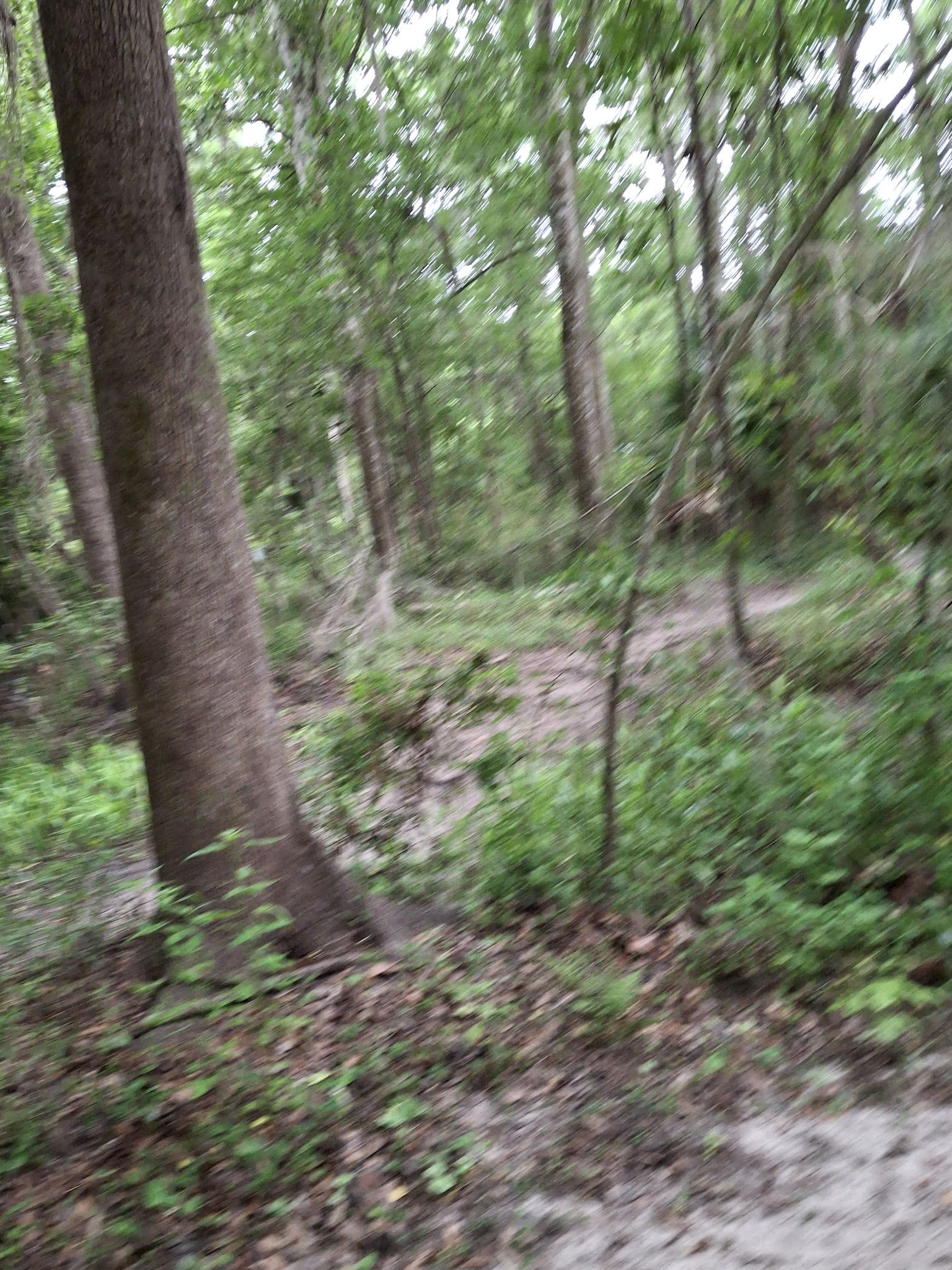 Possum Creek - Gainesville, FL