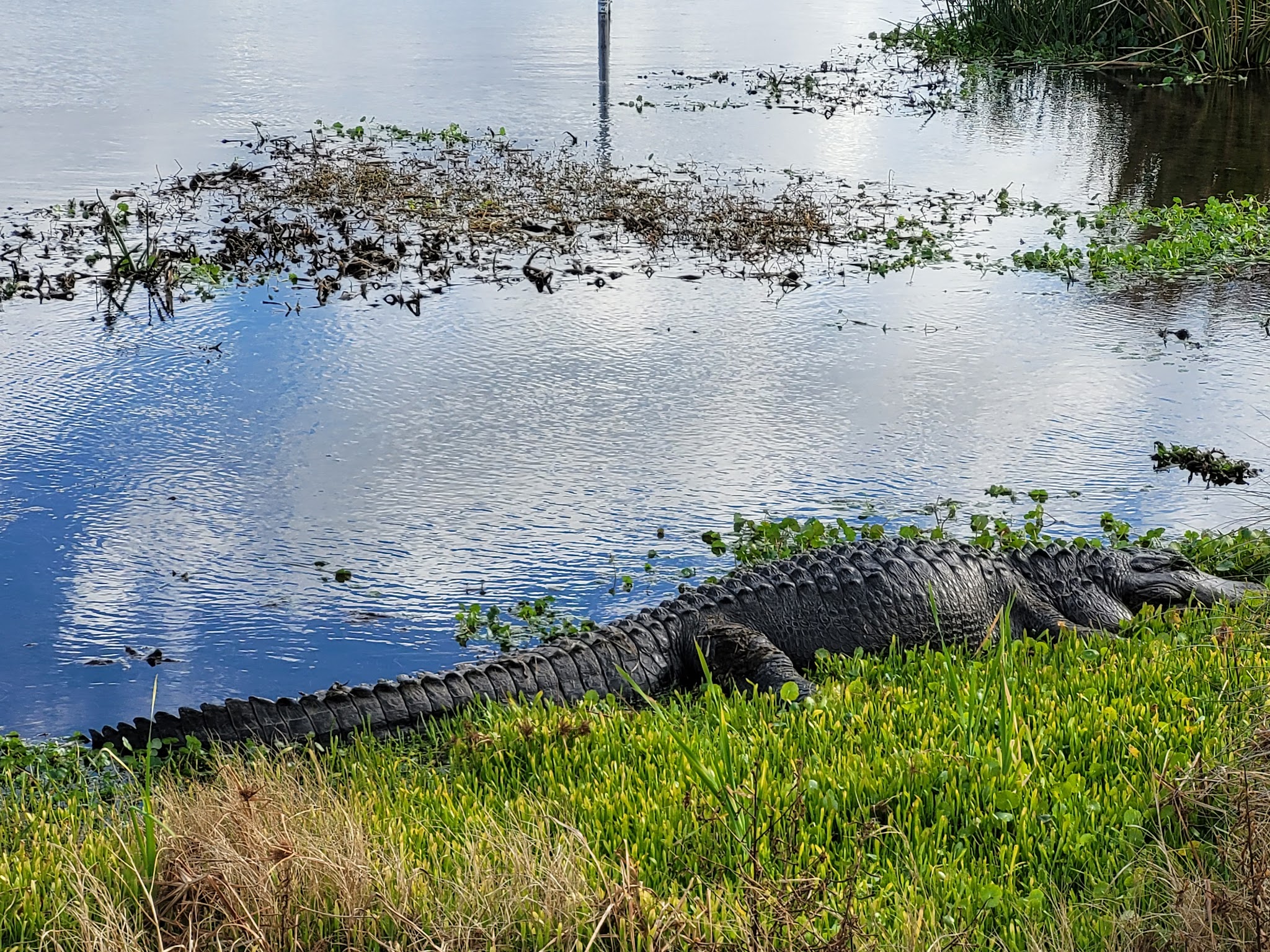 Sweetwater Wetlands Park - Gainesville, FL