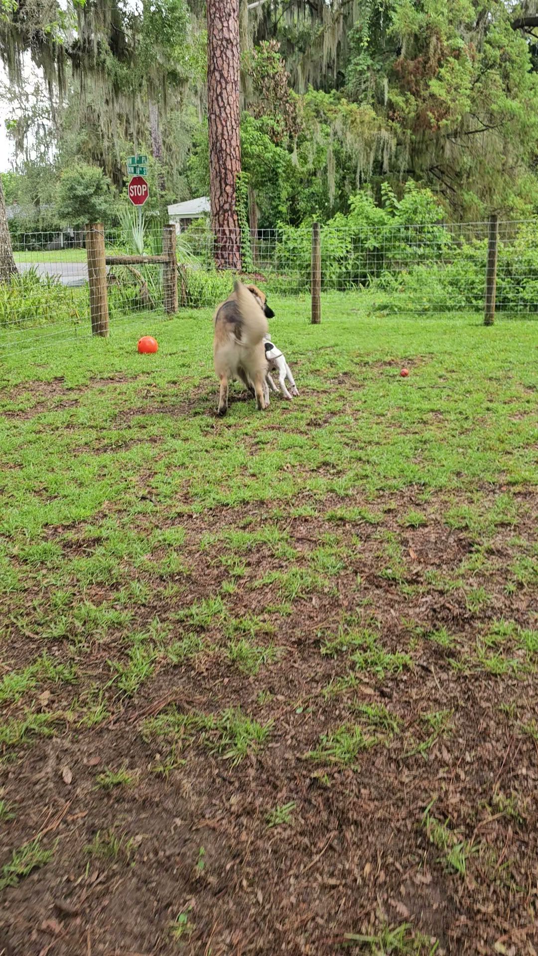 The Zoomie Zone [ BY APPOINTMENT ONLY] - Gainesville, FL