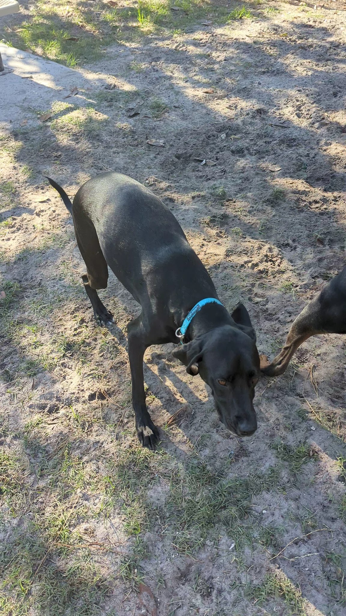 Tom Petty Dog Park - Gainesville, FL