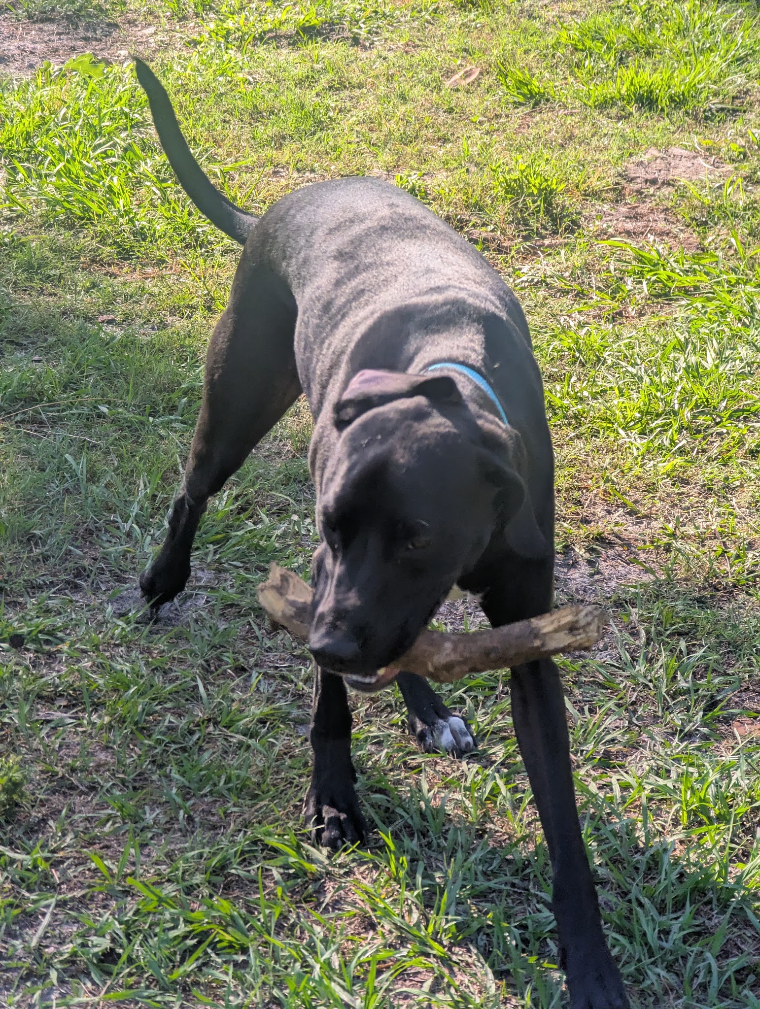 Tom Petty Dog Park - Gainesville, FL