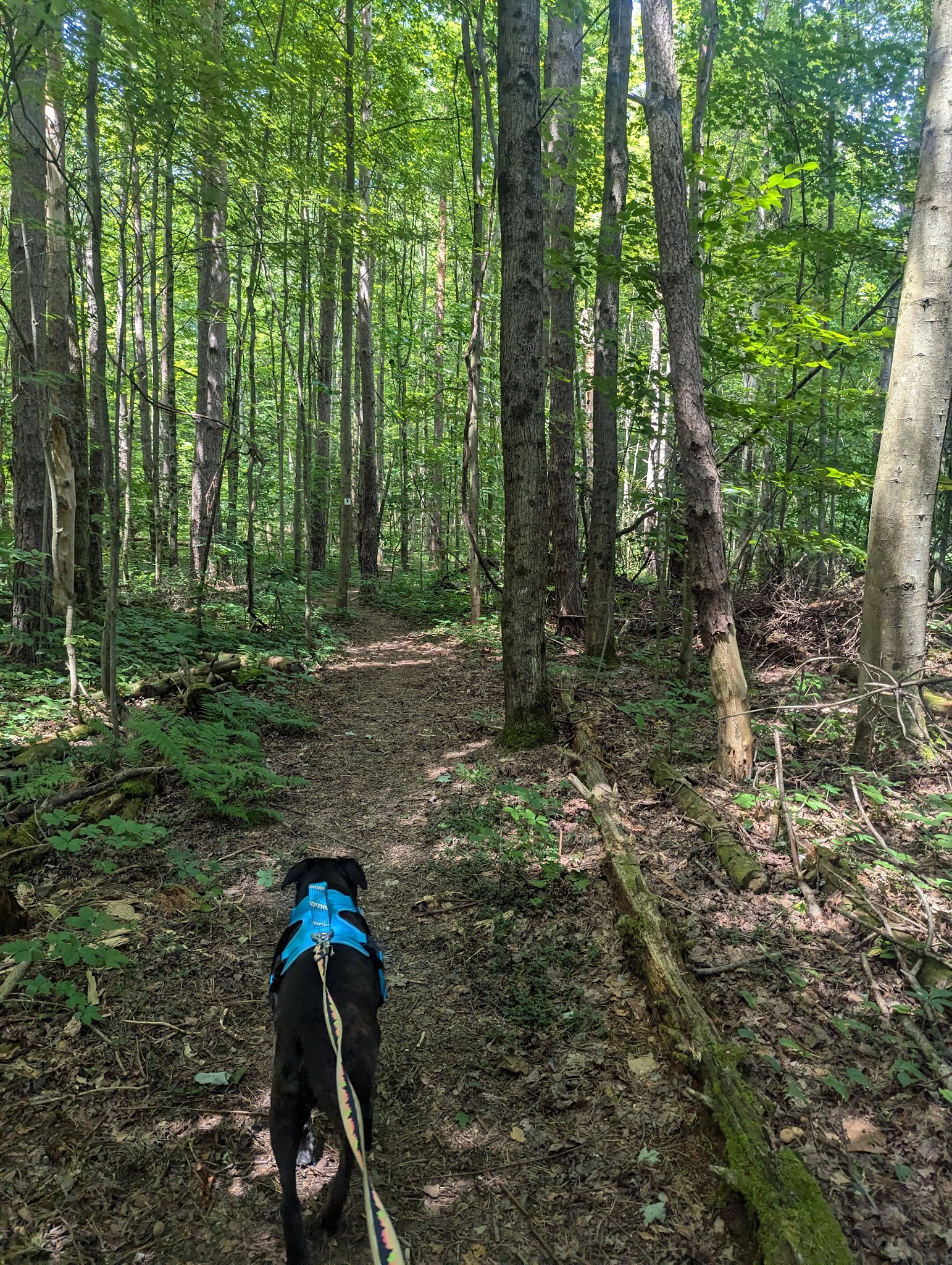 Galway Nature Preserve - Galway, NY
