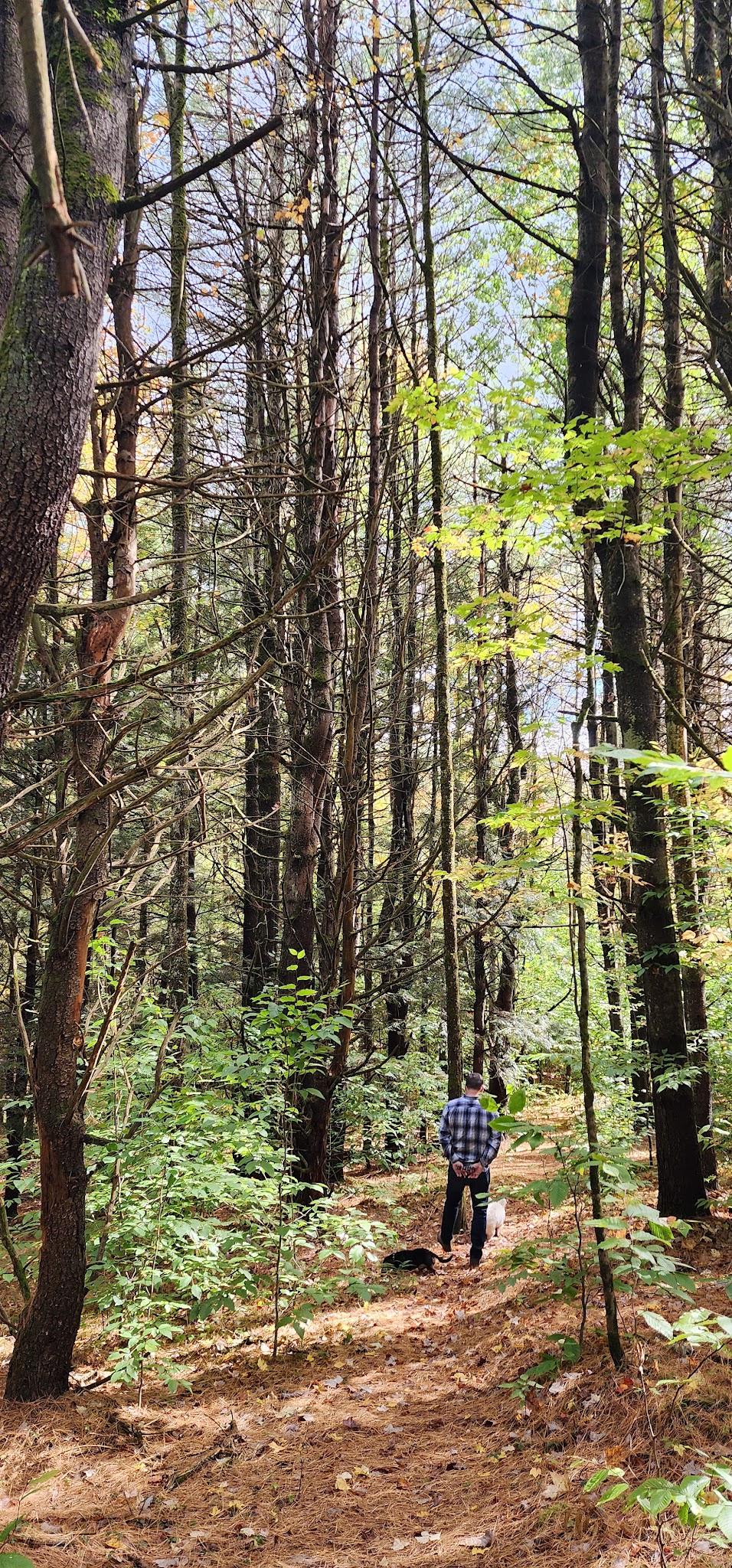 LeVine Nature Preserve - Galway, NY