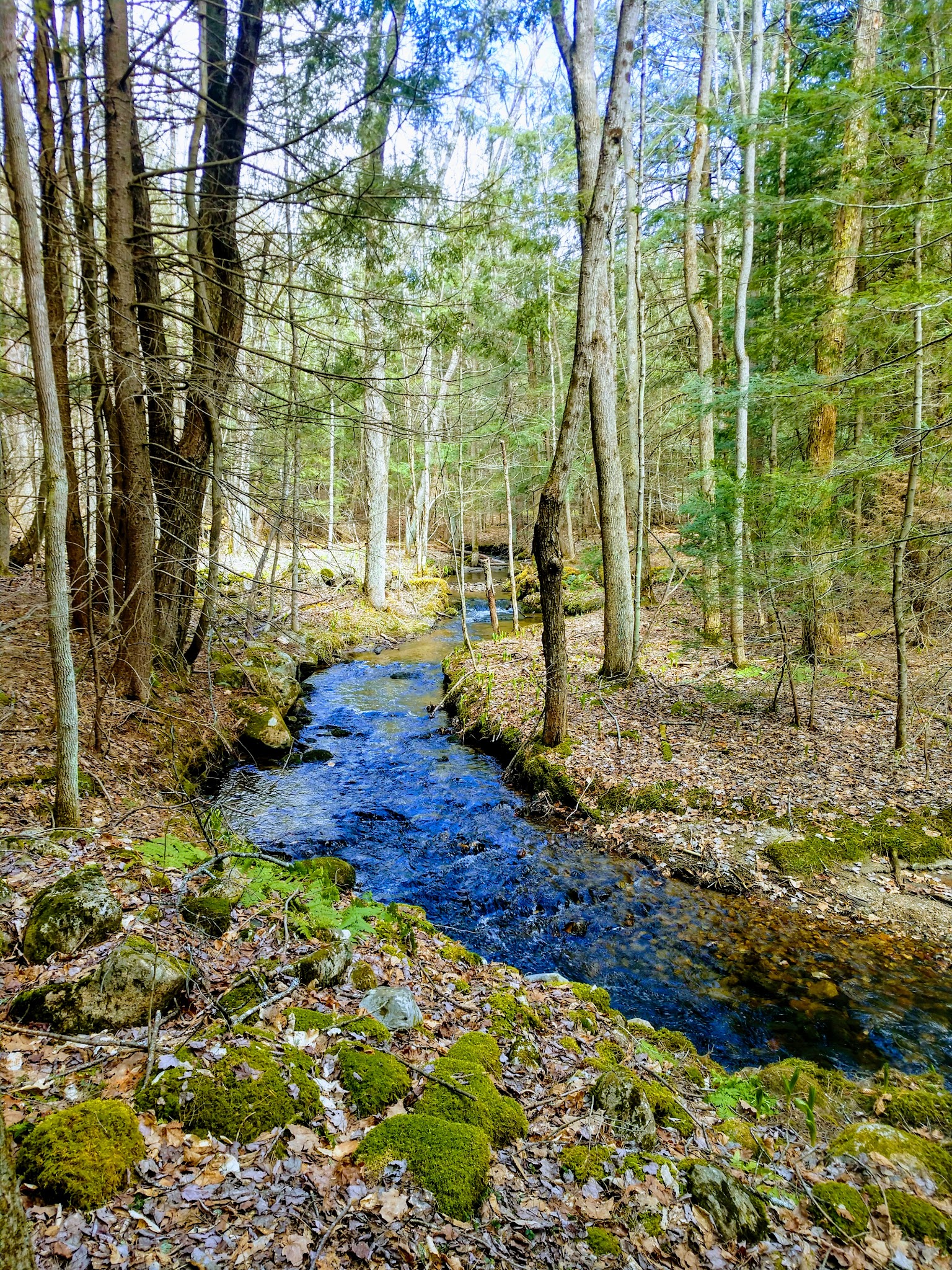 LeVine Nature Preserve - Galway, NY