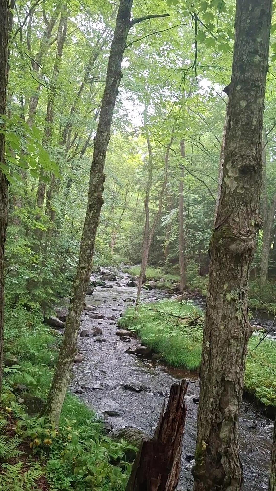 LeVine Nature Preserve - Galway, NY