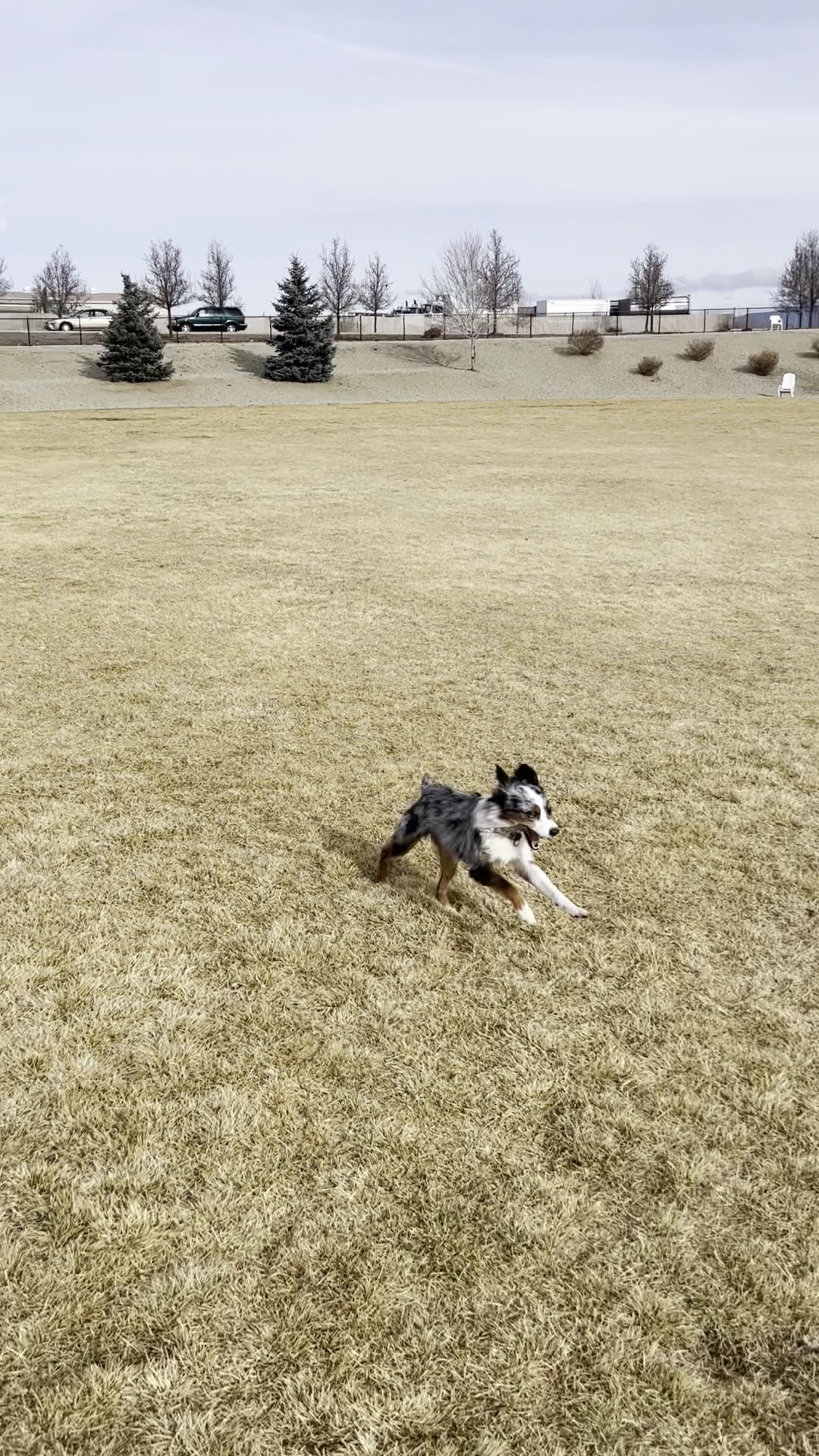 K9 Korral Dog Park - Gardnerville, NV