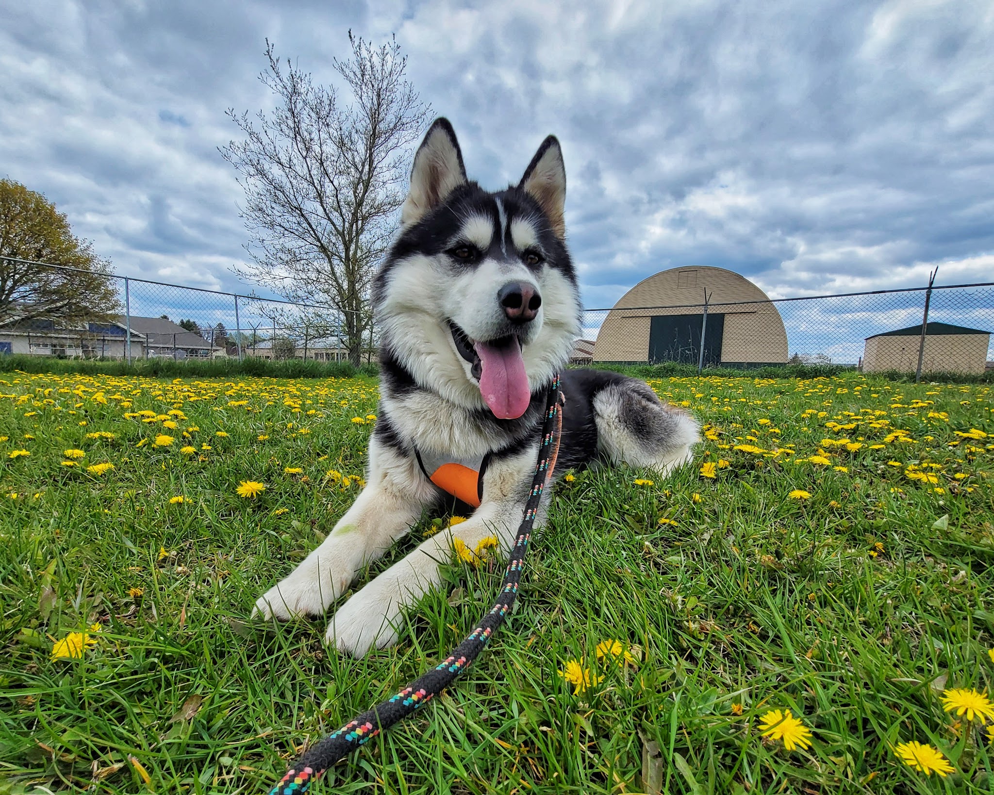 Otsego County Dog Park - Gaylord, MI