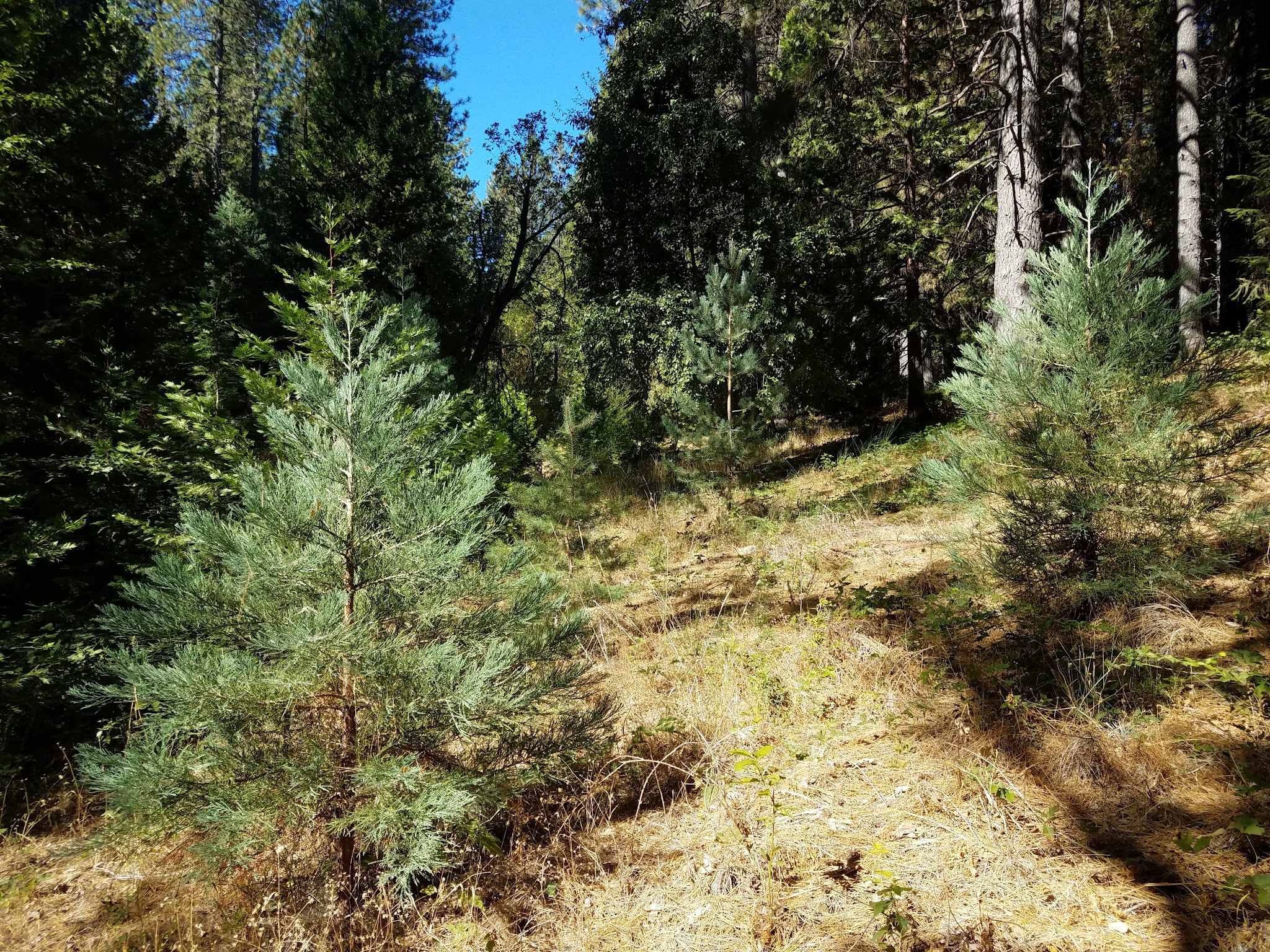 Georgetown Nature Area - Georgetown, CA